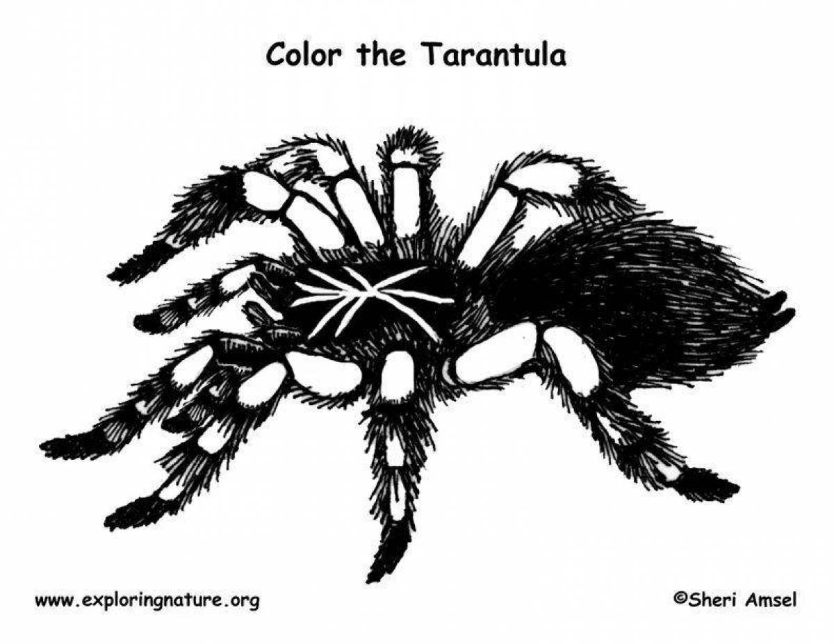 Attractive coloring tarantula