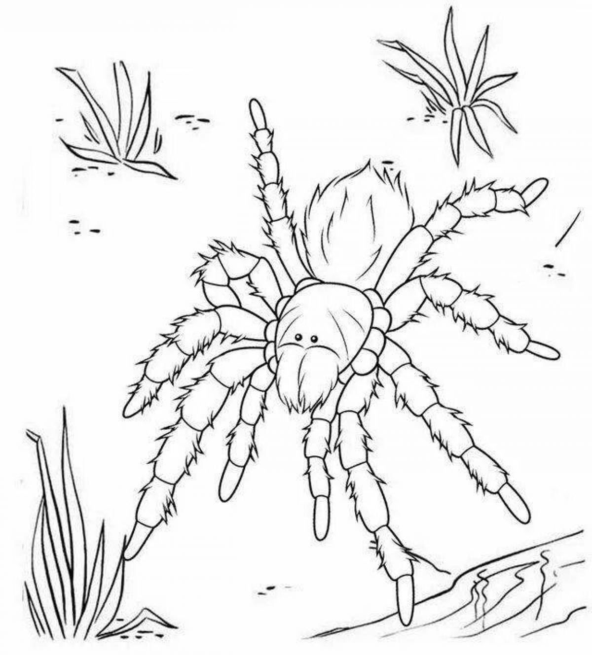 Outstanding tarantula coloring book