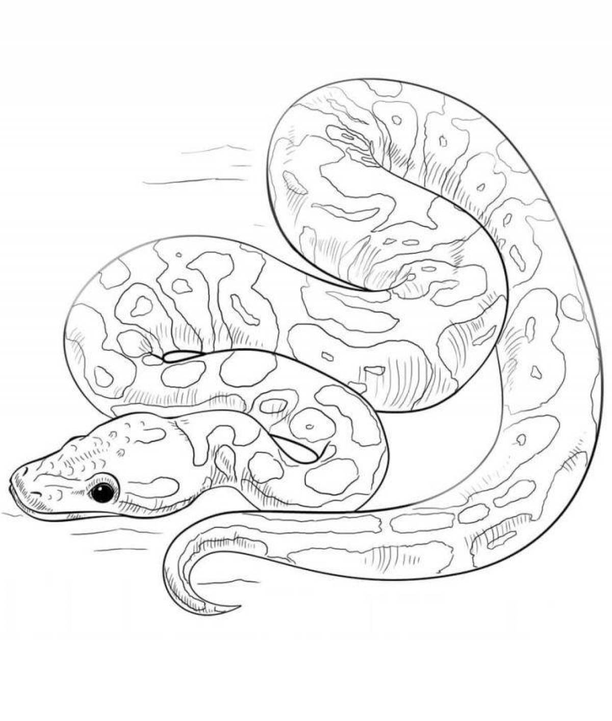 Coloring playful boa