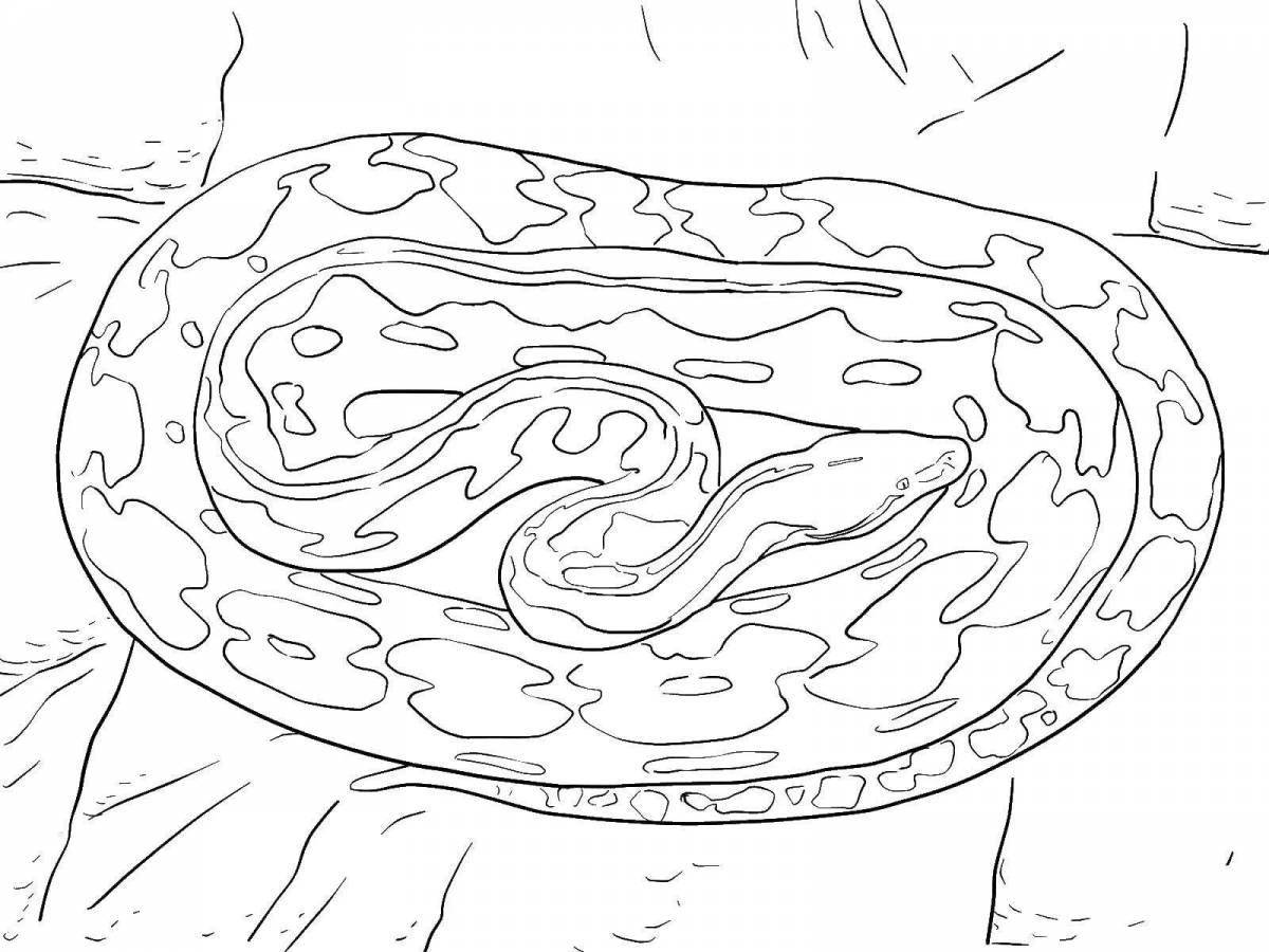 Coloring page gorgeous boa constrictor