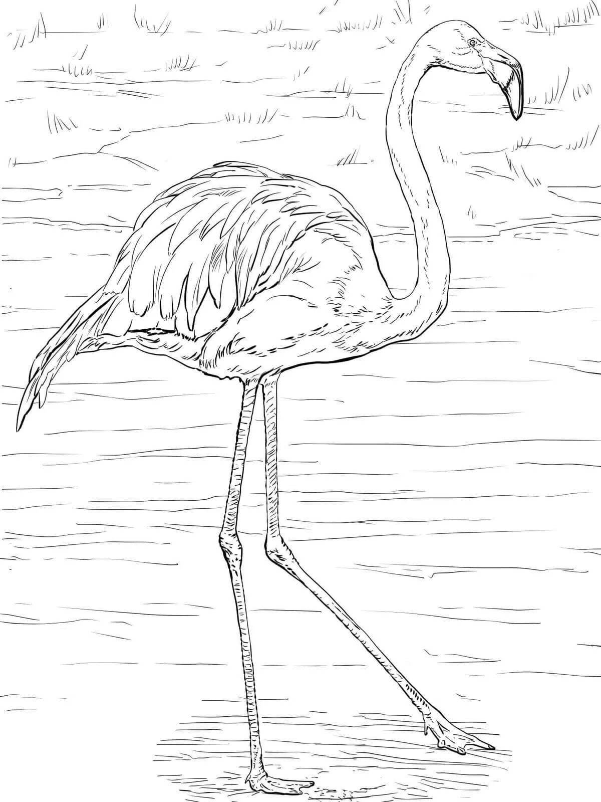Colorful pink flamingo coloring page