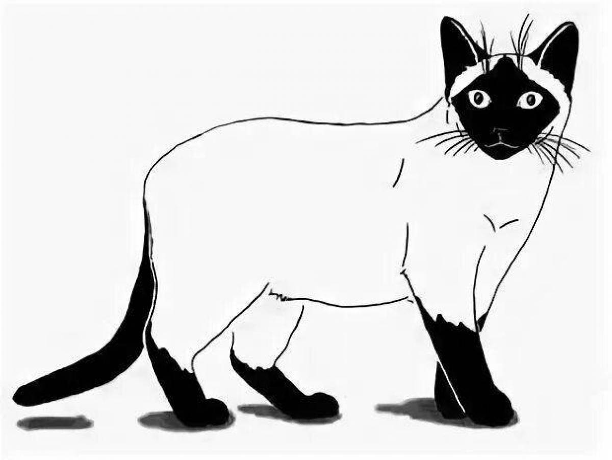 Раскраска величественный сиамский кот