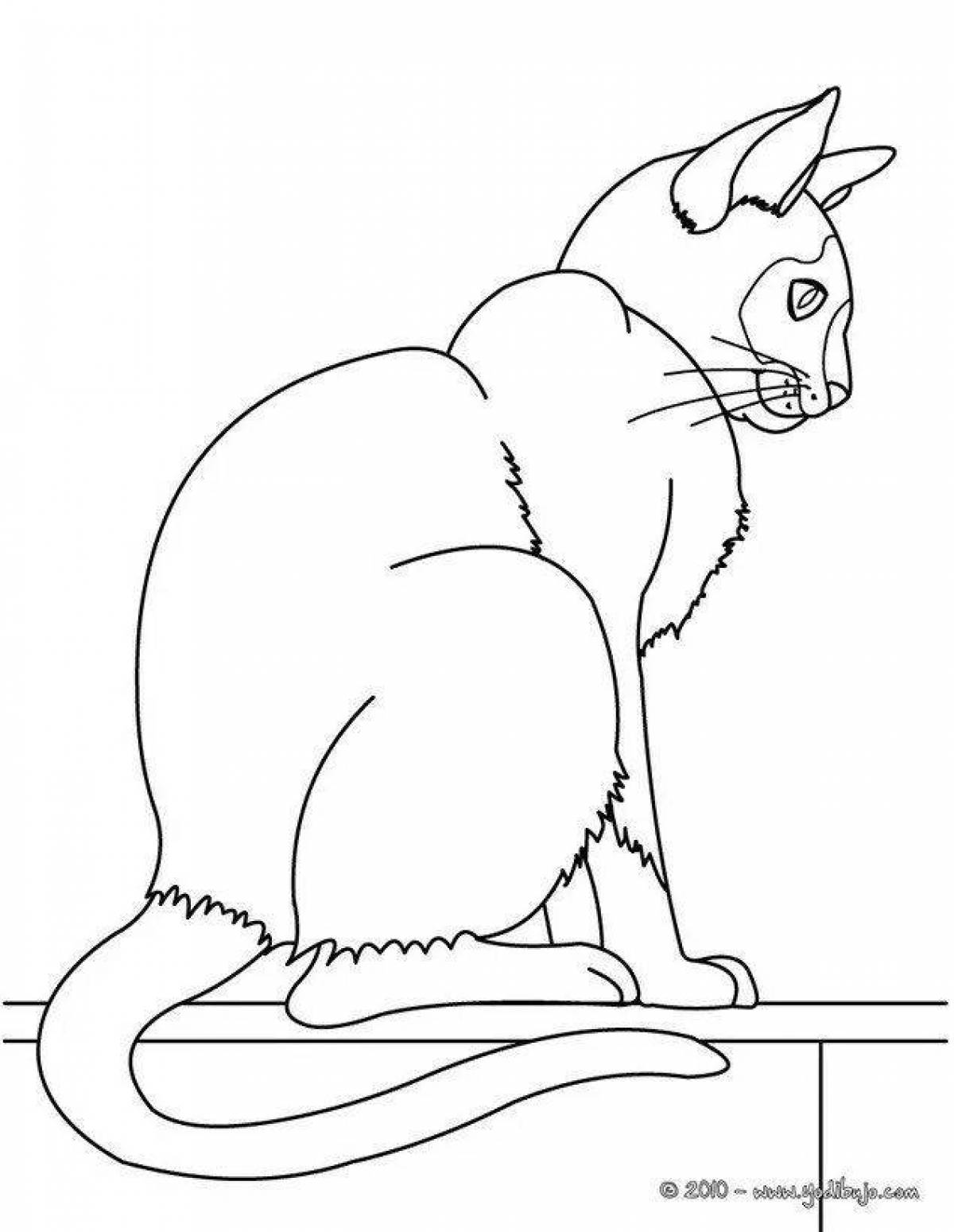 Раскраска свирепая сиамская кошка