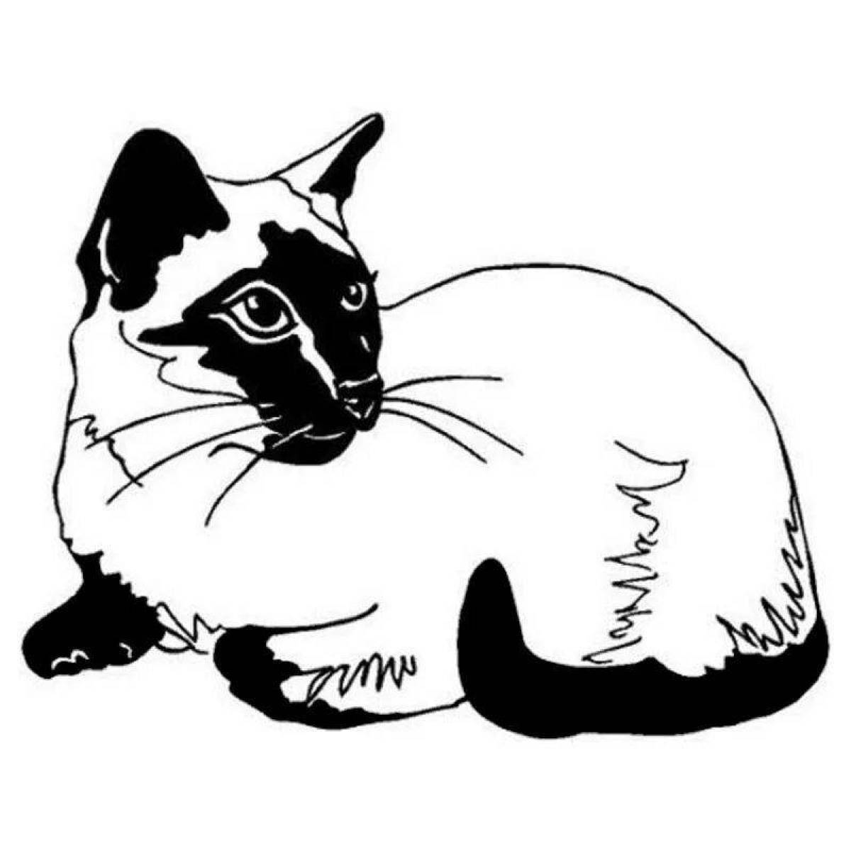 Раскраска симпатичная сиамская кошка