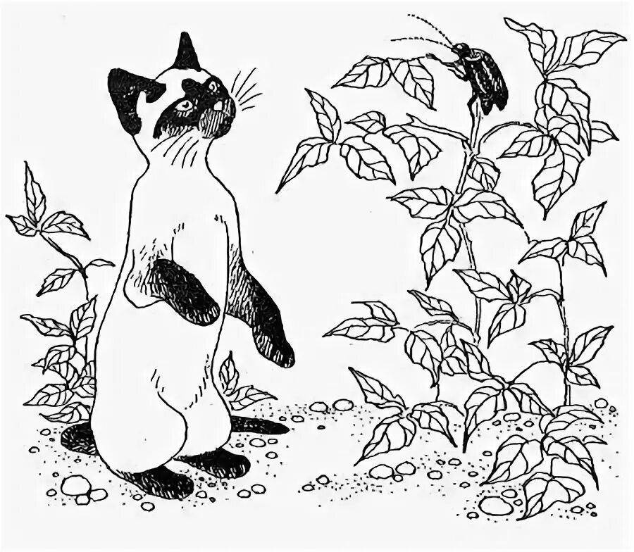 Элегантная сиамская кошка раскраска