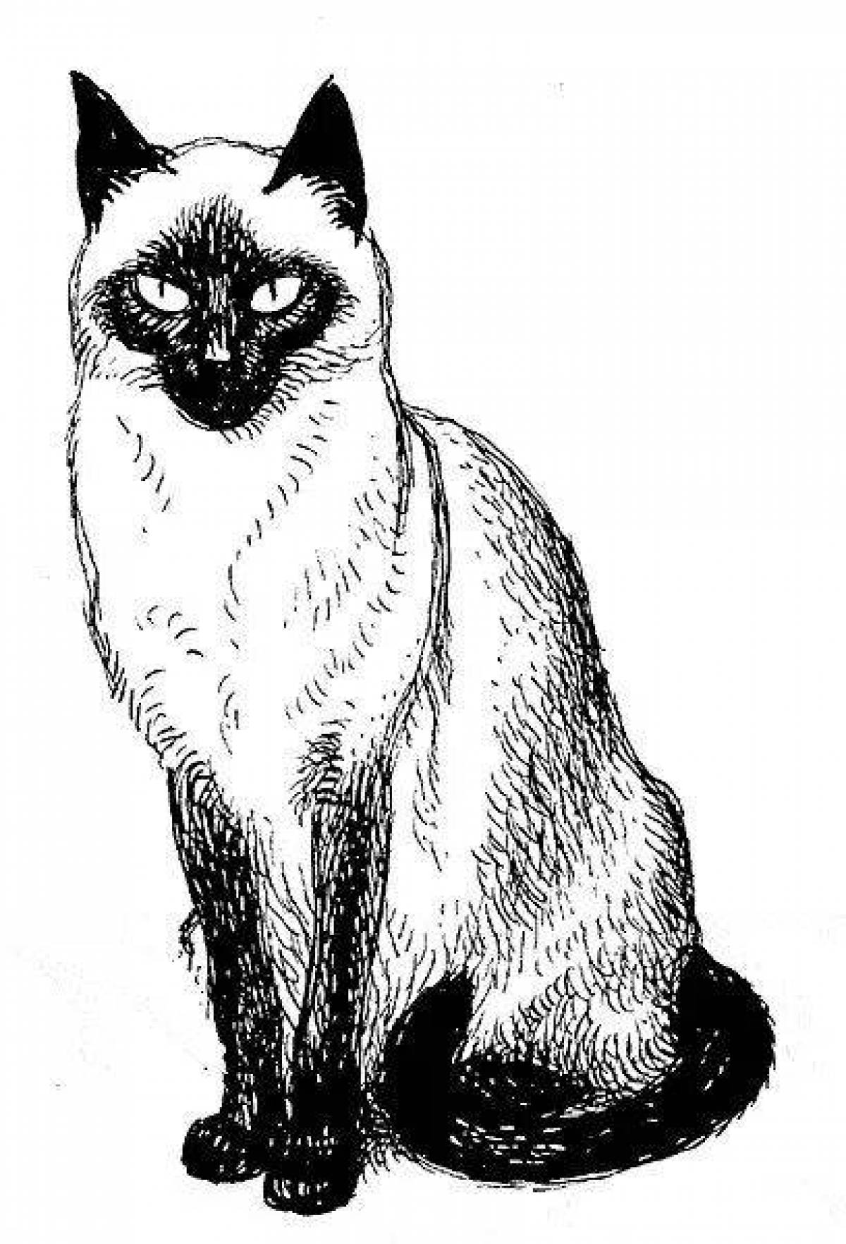 Милая сиамская кошка раскраска