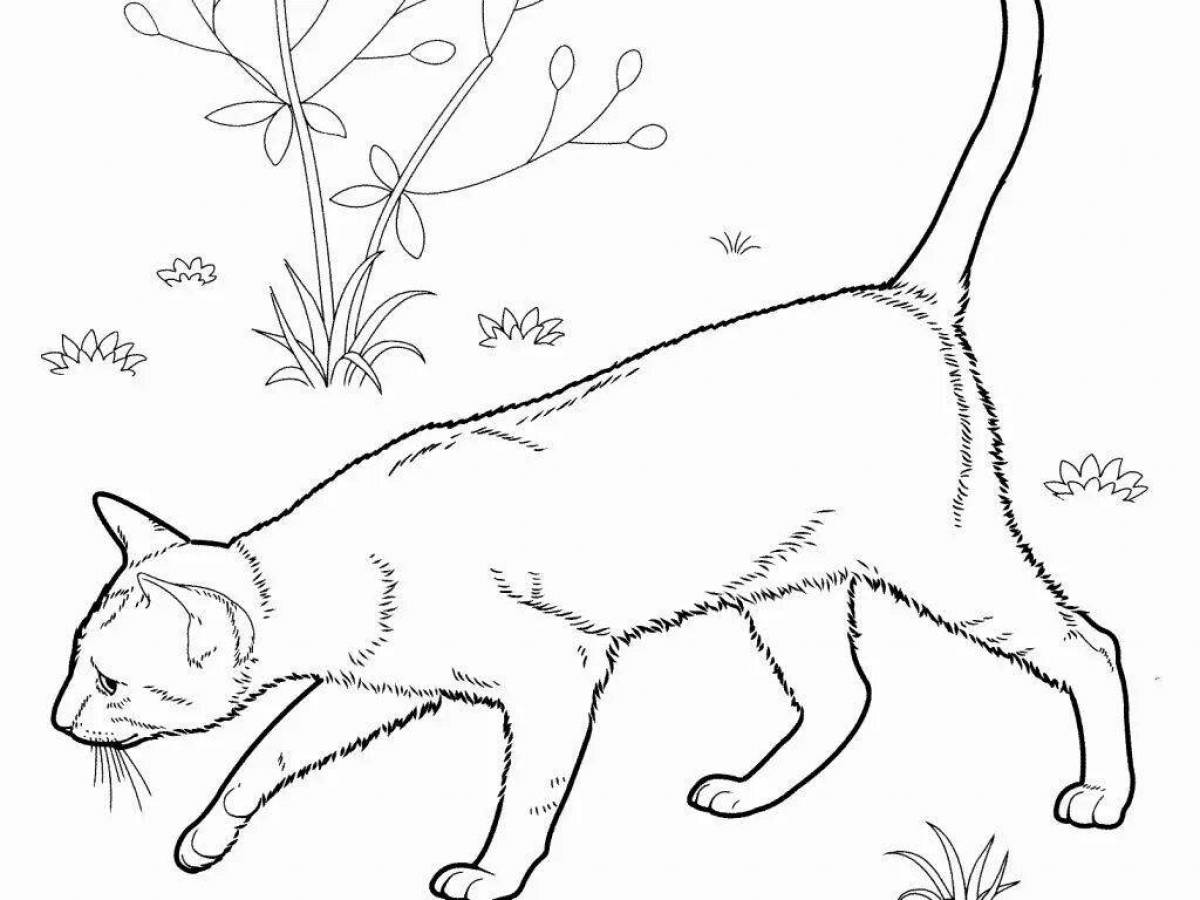 Coloring page charming siamese cat