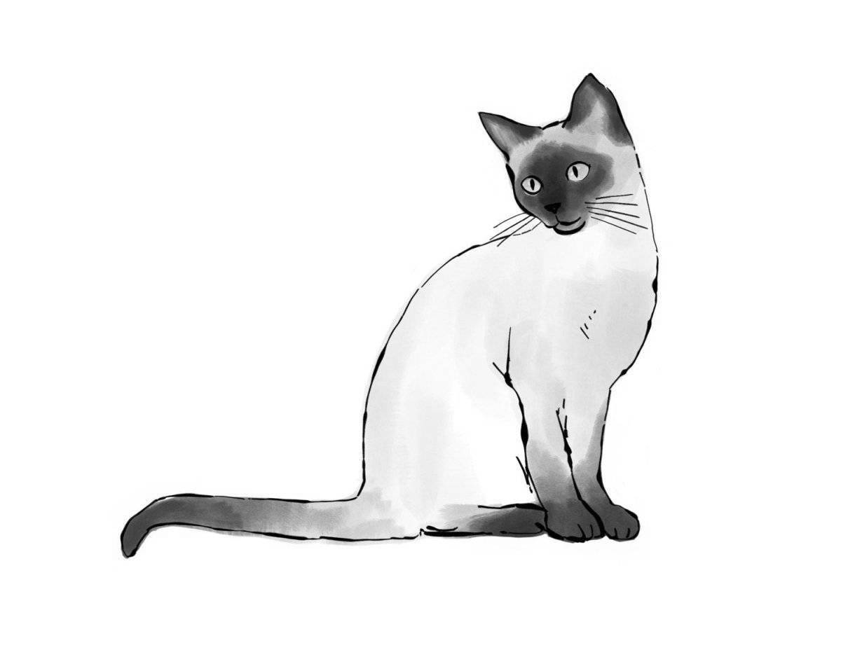 Живая сиамская кошка раскраска