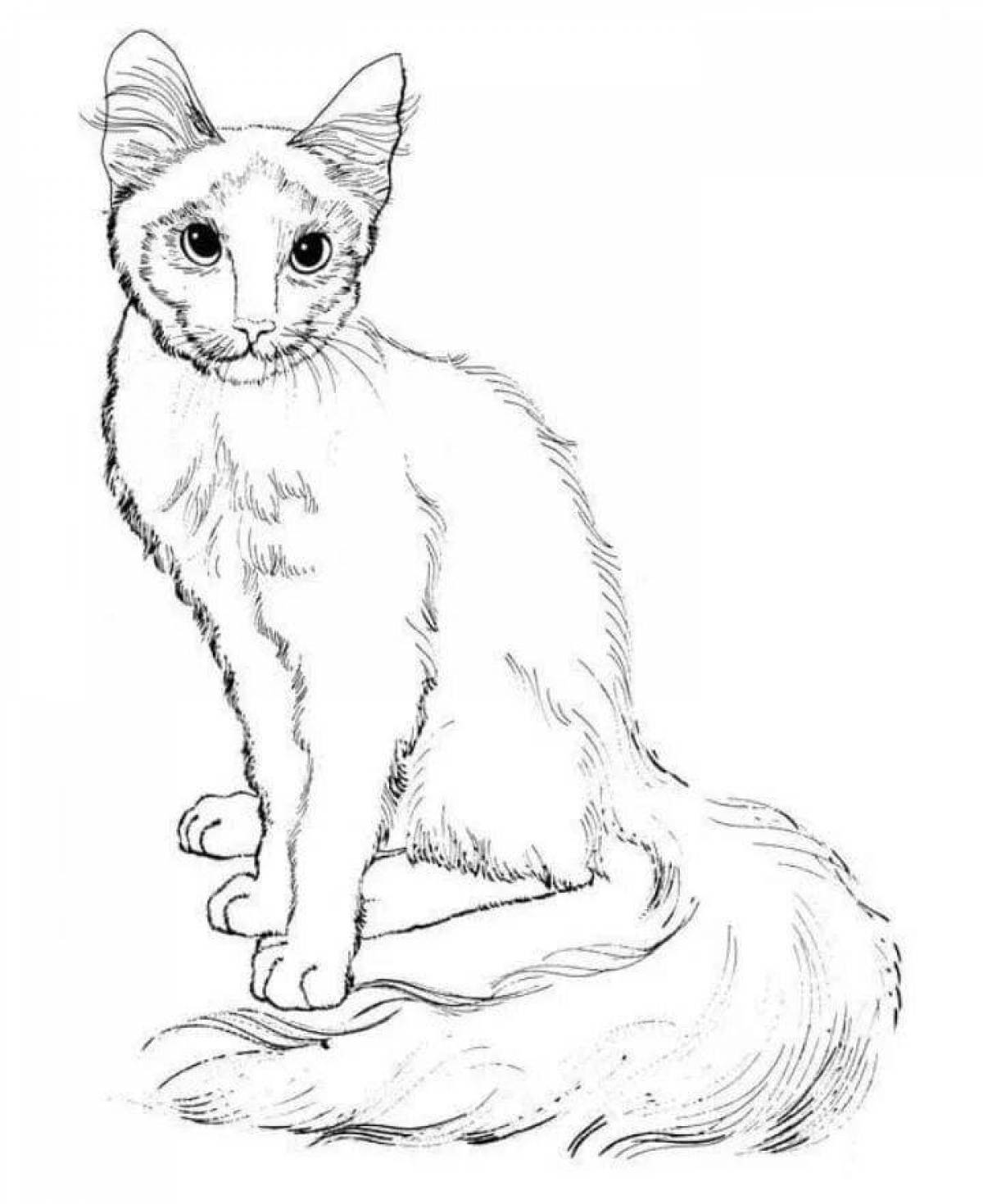 Fancy Siamese cat coloring book