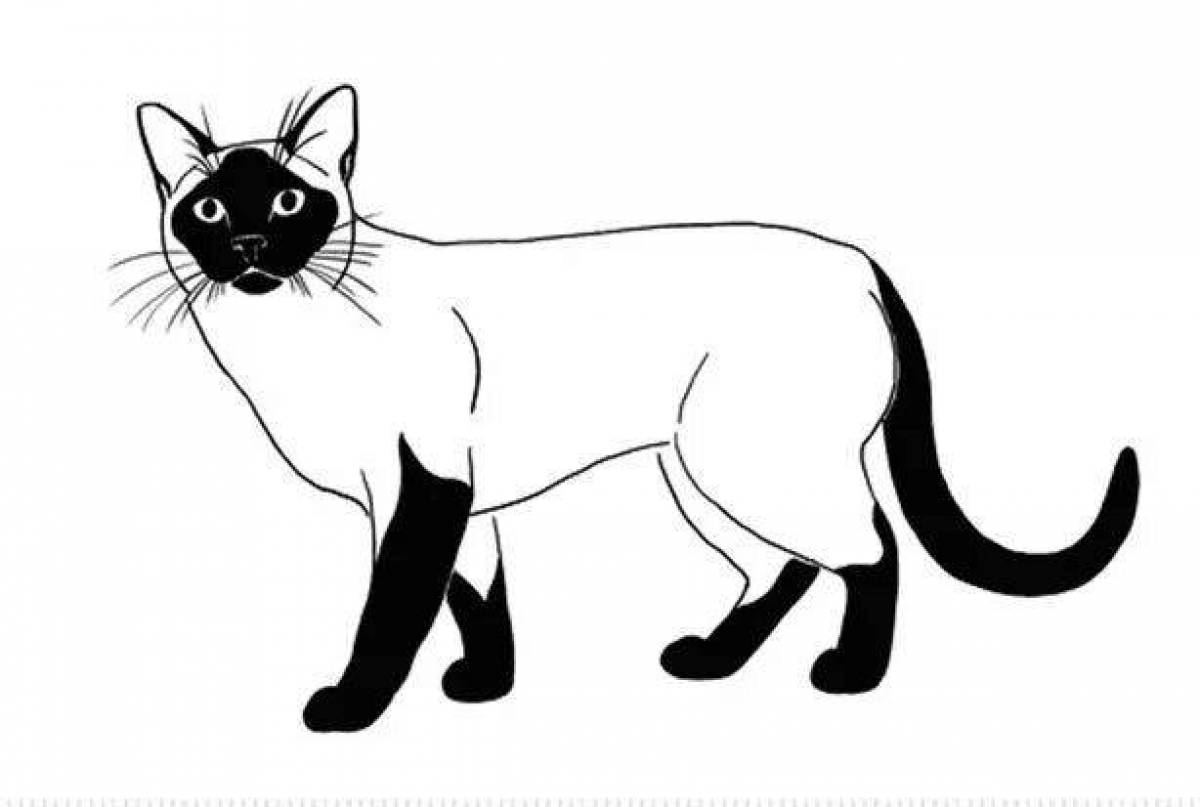 Очаровательная сиамская кошка раскраска