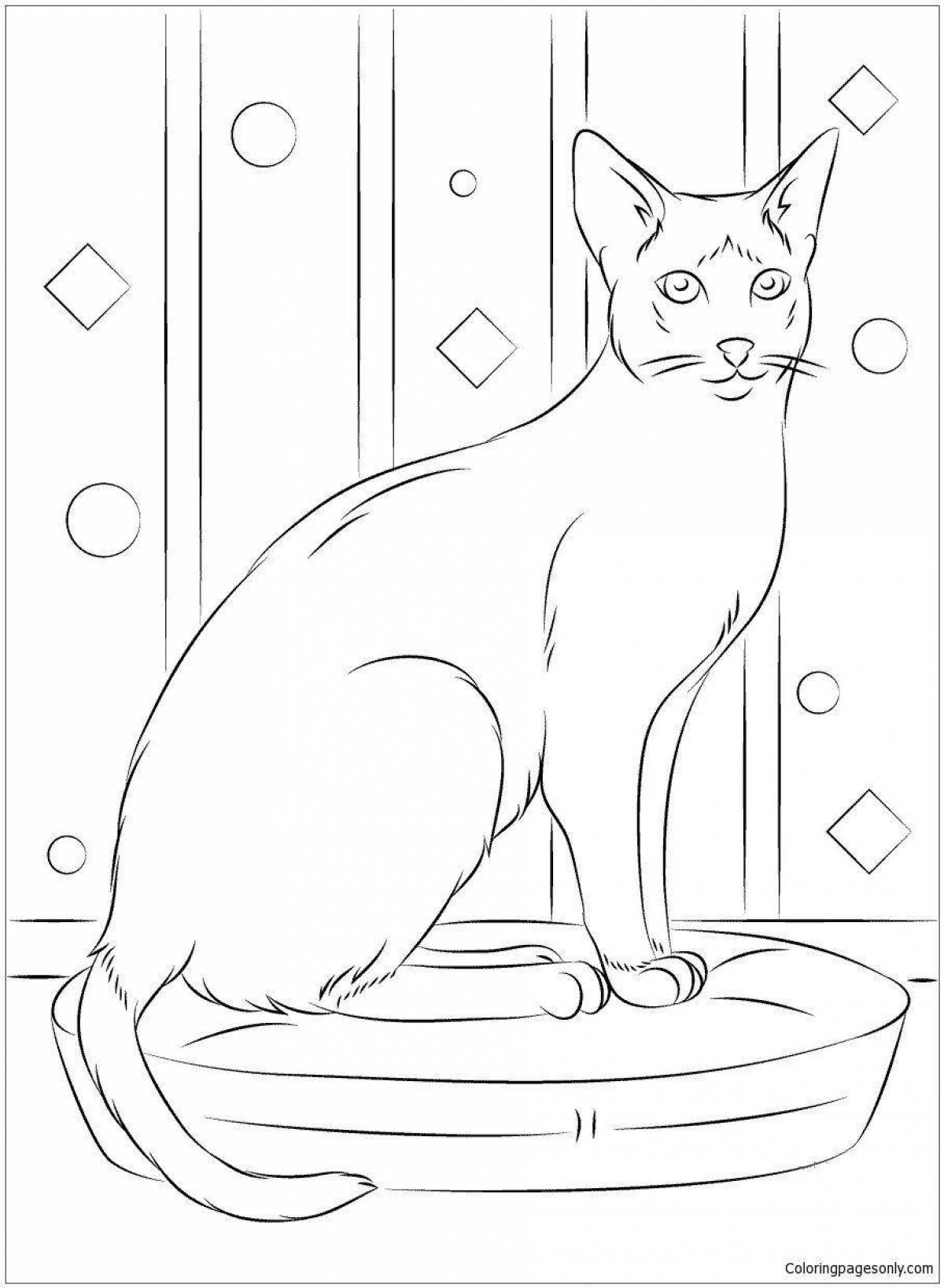 Раскраска изящная сиамская кошка