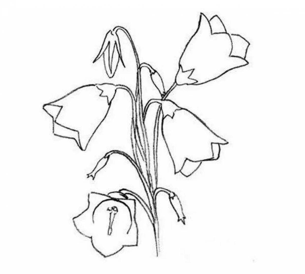 Amazing bluebell flowers coloring pages
