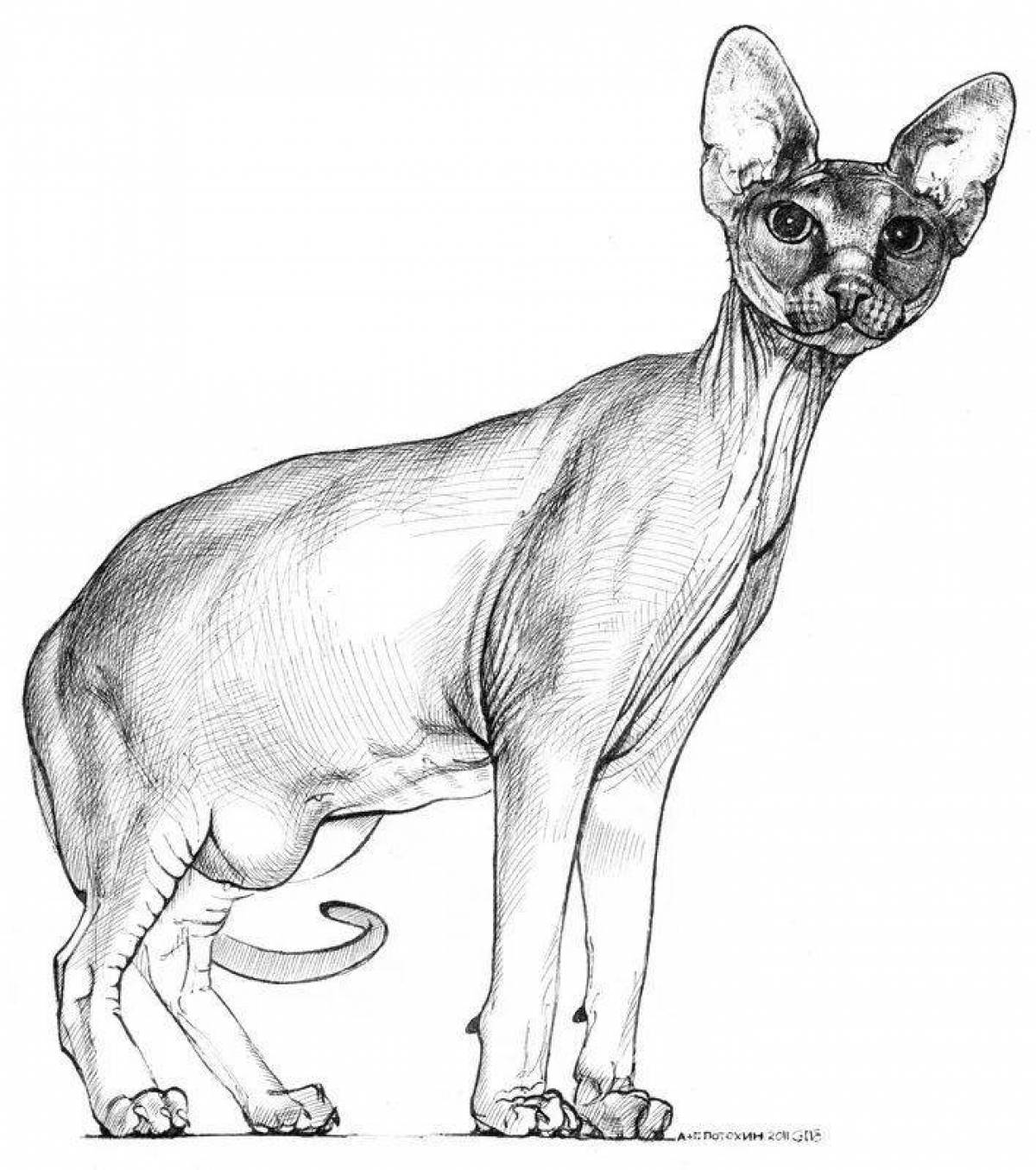 Coloring page fluffy sphinx cat
