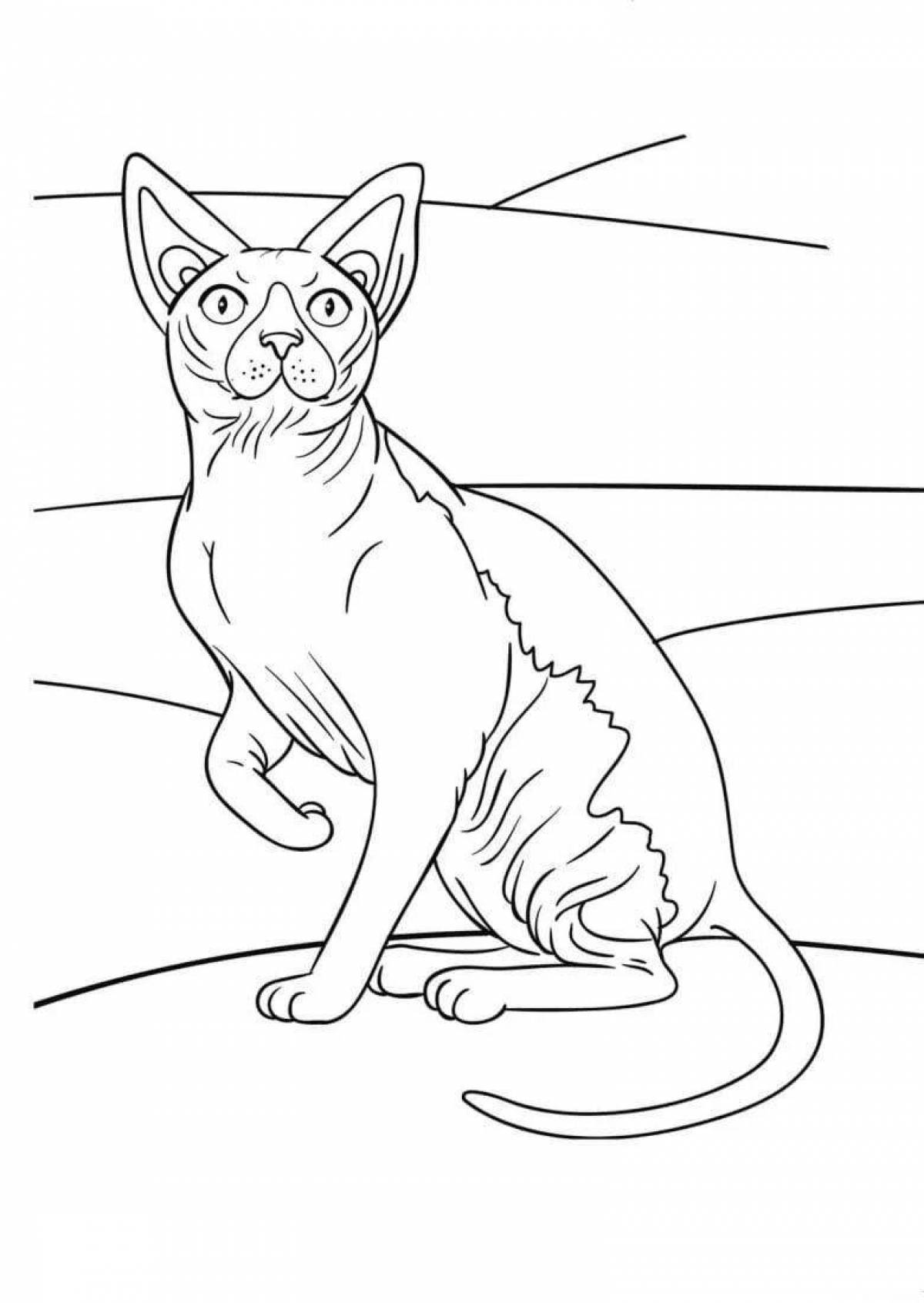 Coloring page exotic sphynx cat