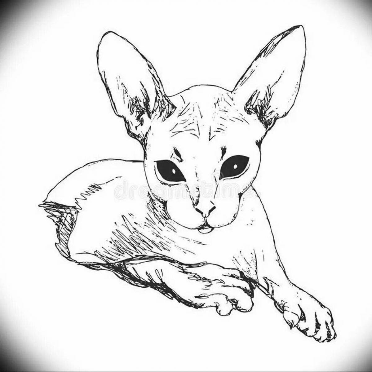 Раскраска яркая кошка-сфинкс