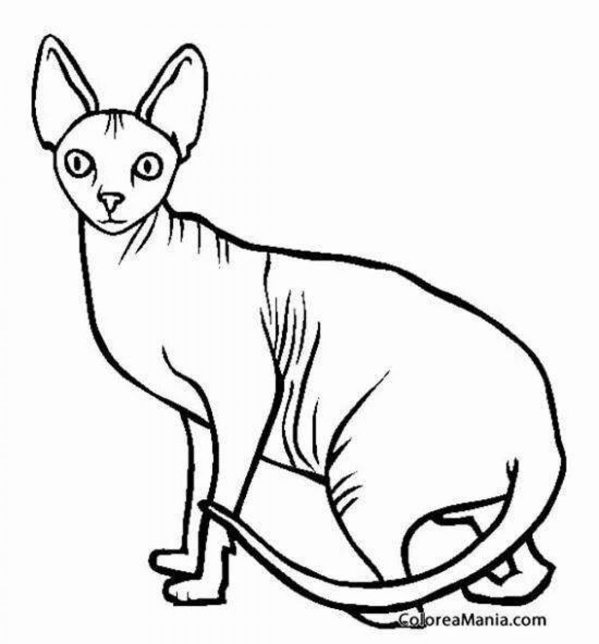 Adorable Sphynx cat coloring book