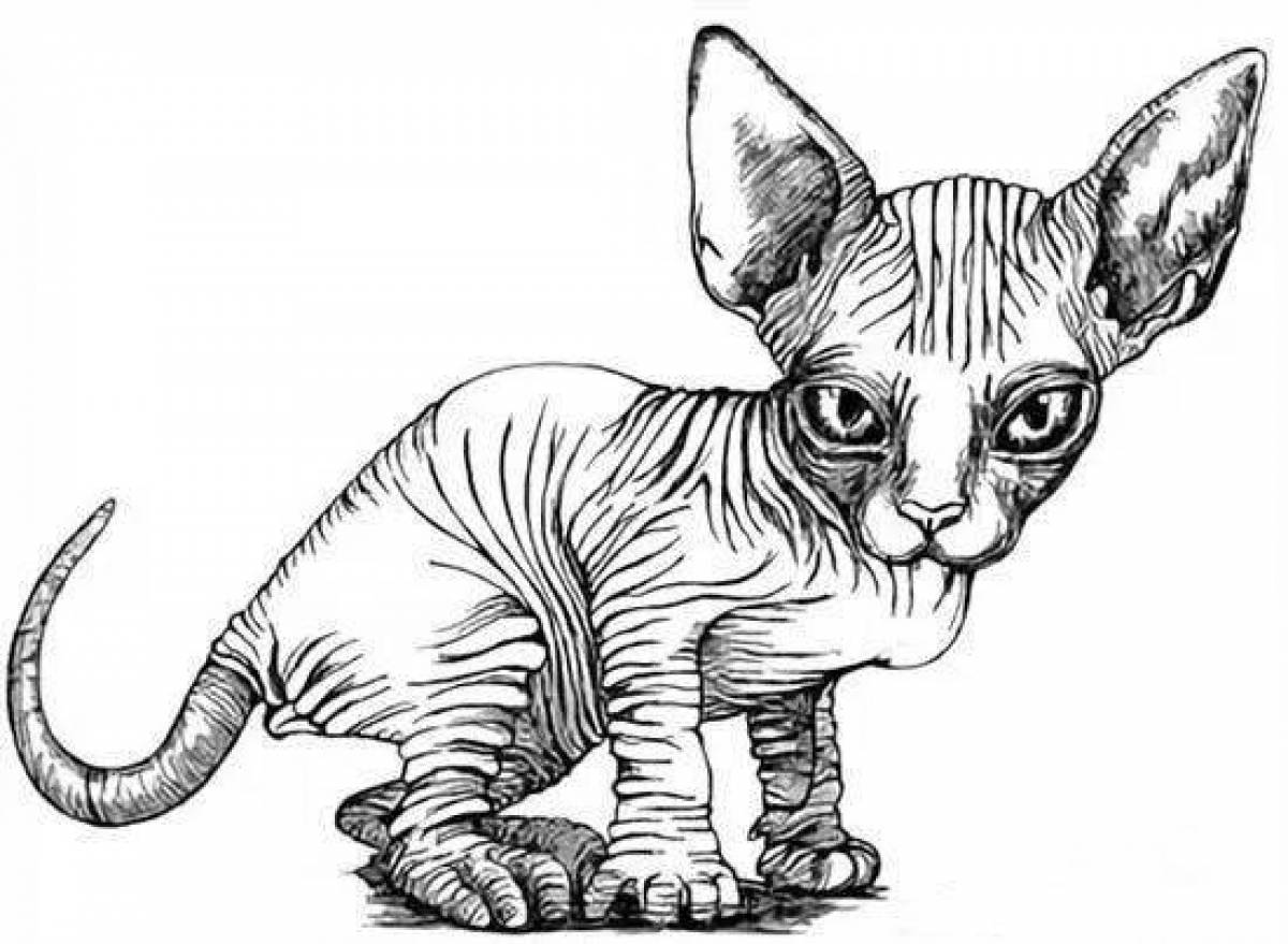 Юмористическая раскраска кота-сфинкса
