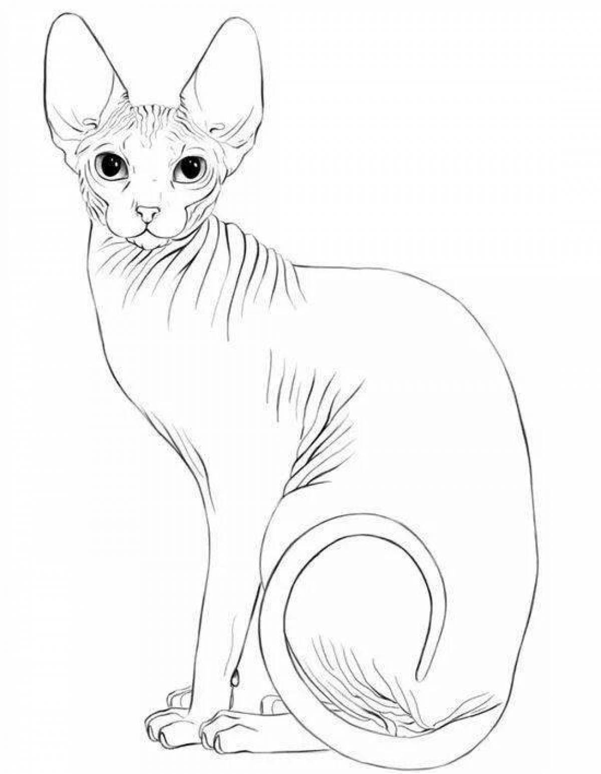 Веселая раскраска кота-сфинкса