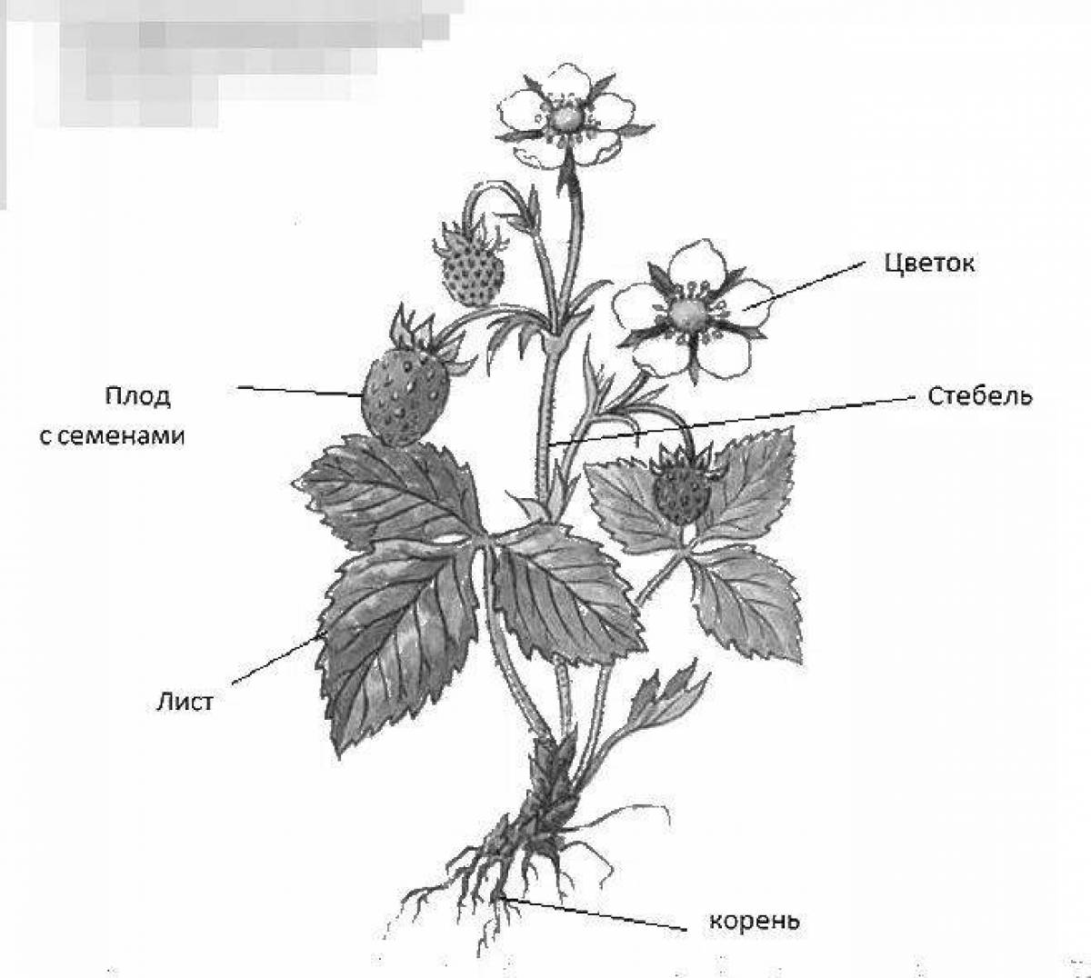 Схема строения органов растения