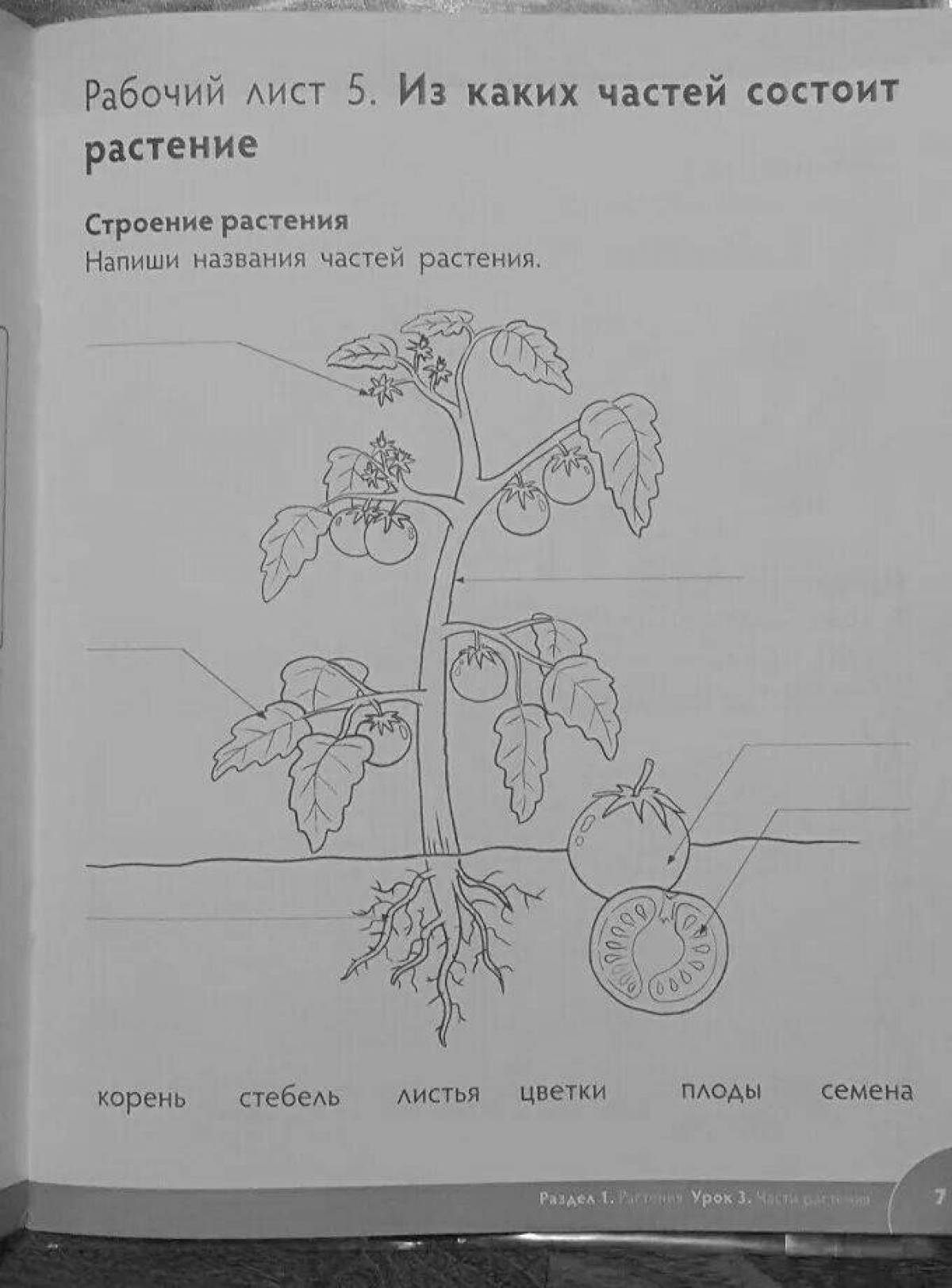Название частей растения