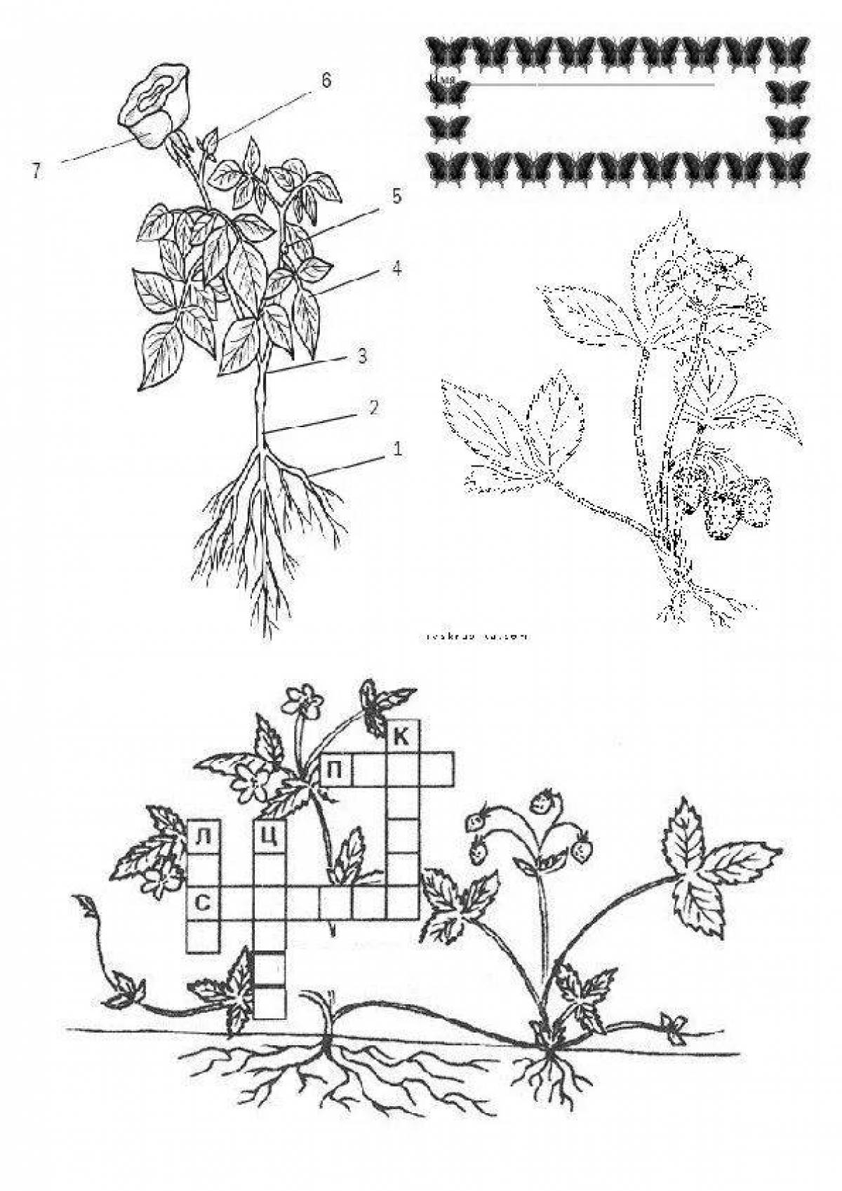 Части растения 1 класс схема