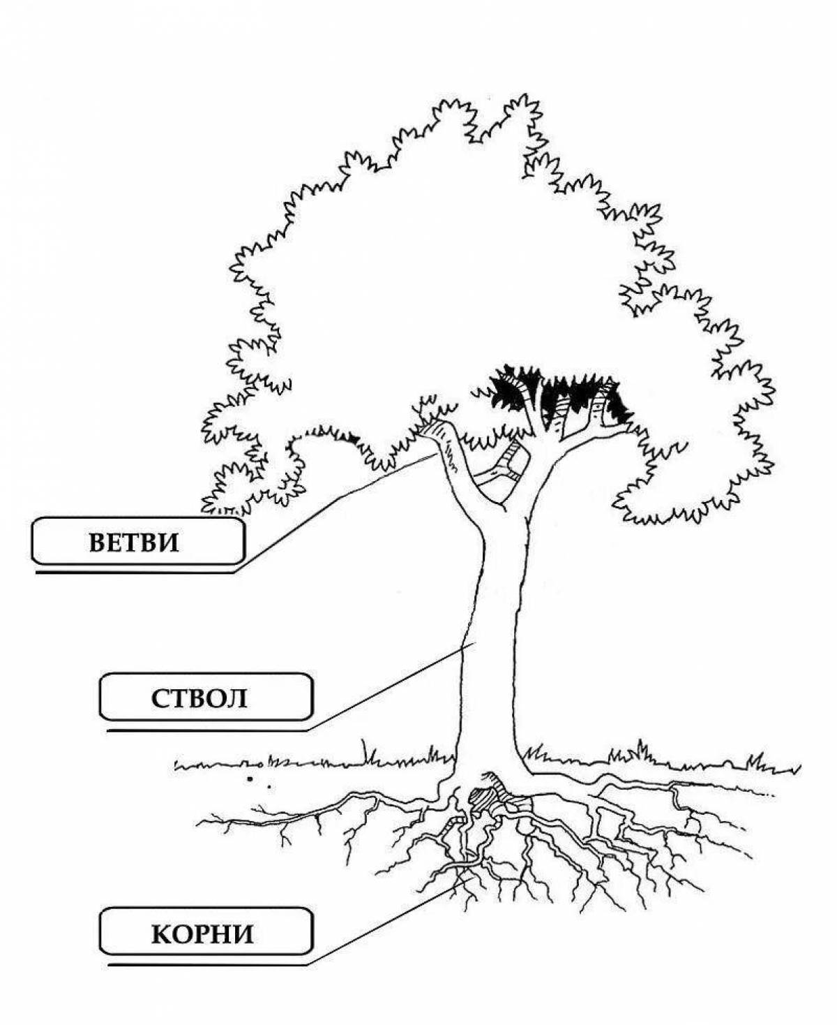 Дерево схема ствол с корнями