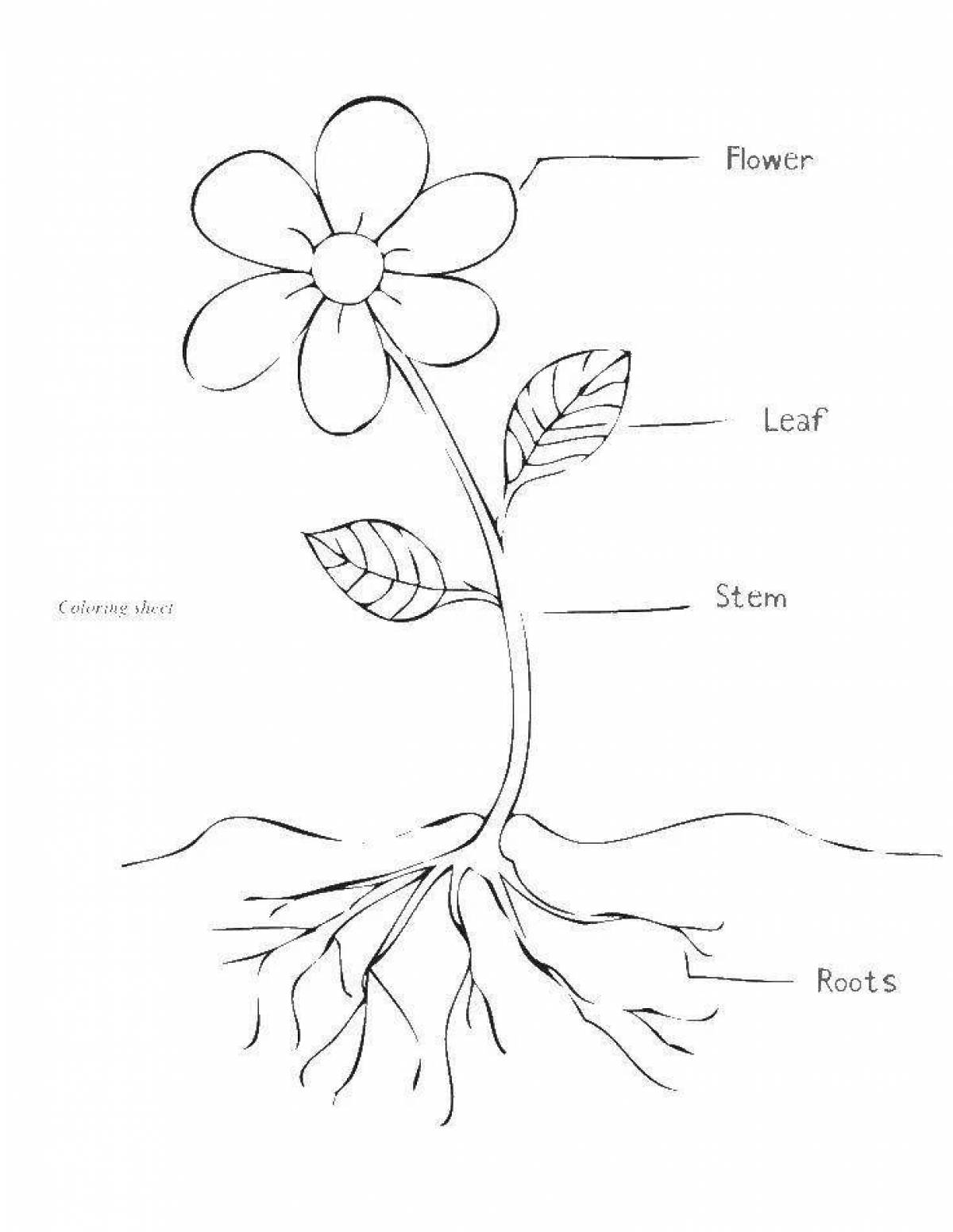Картинка части растений 1 класс