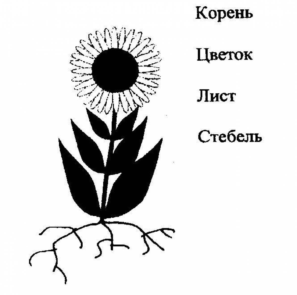 Рисунок цветка с подписями. Части растений задания для детей. Части растений раскраска. Части растений задания для дошкольников. Части растений карточка.