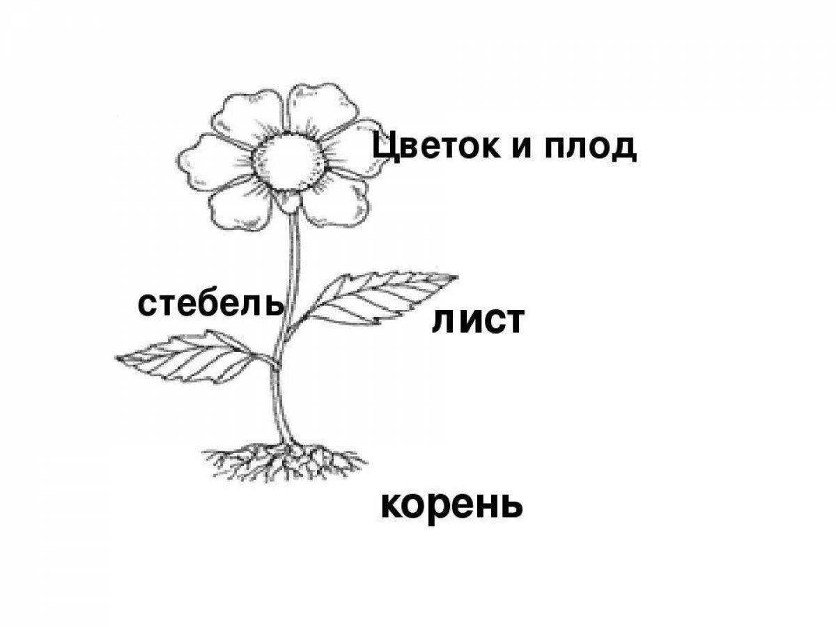 Строение цветка схема корень стебель