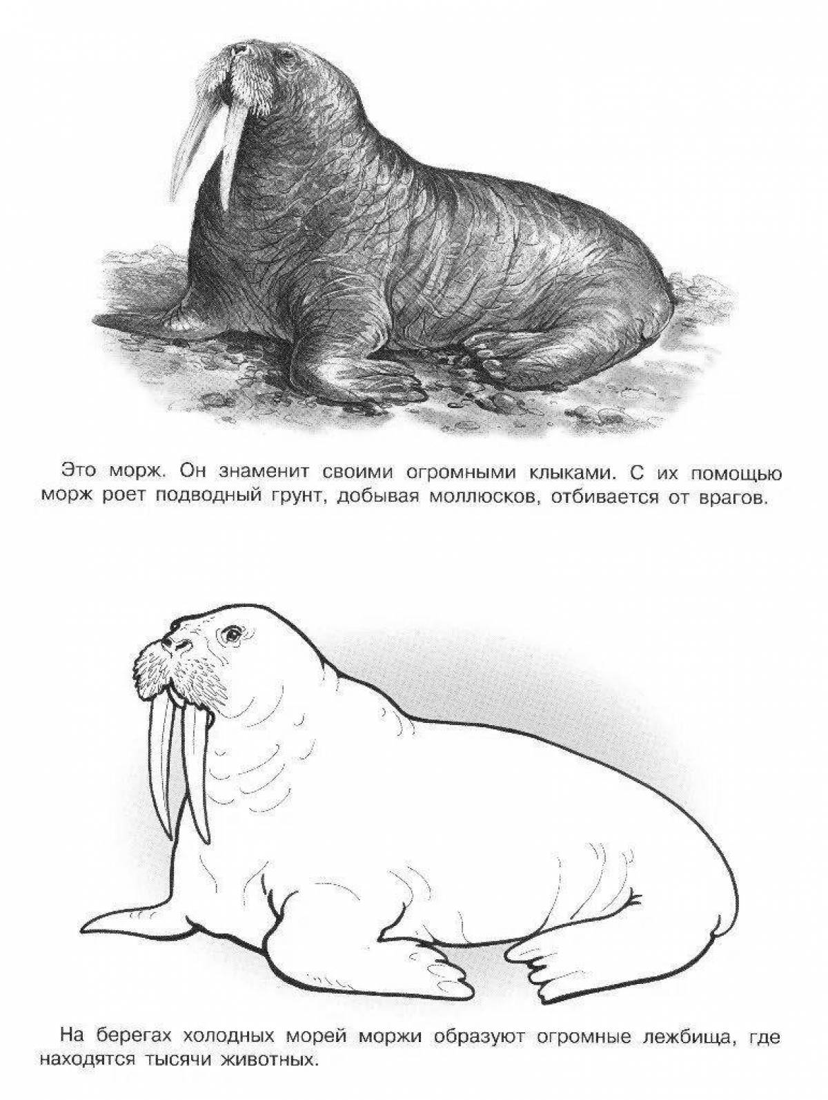 Majestic chinstrap penguin coloring book