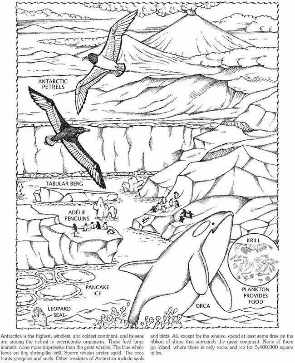 Coloring book playful Antarctic humpback whale