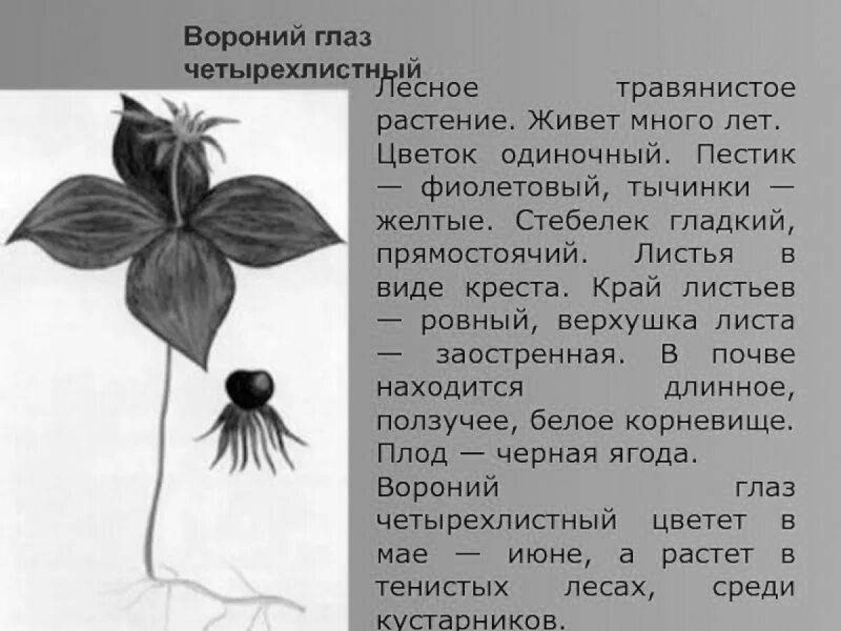 Растение вороний глаз - где растет, как выглядит, чем опасно растение