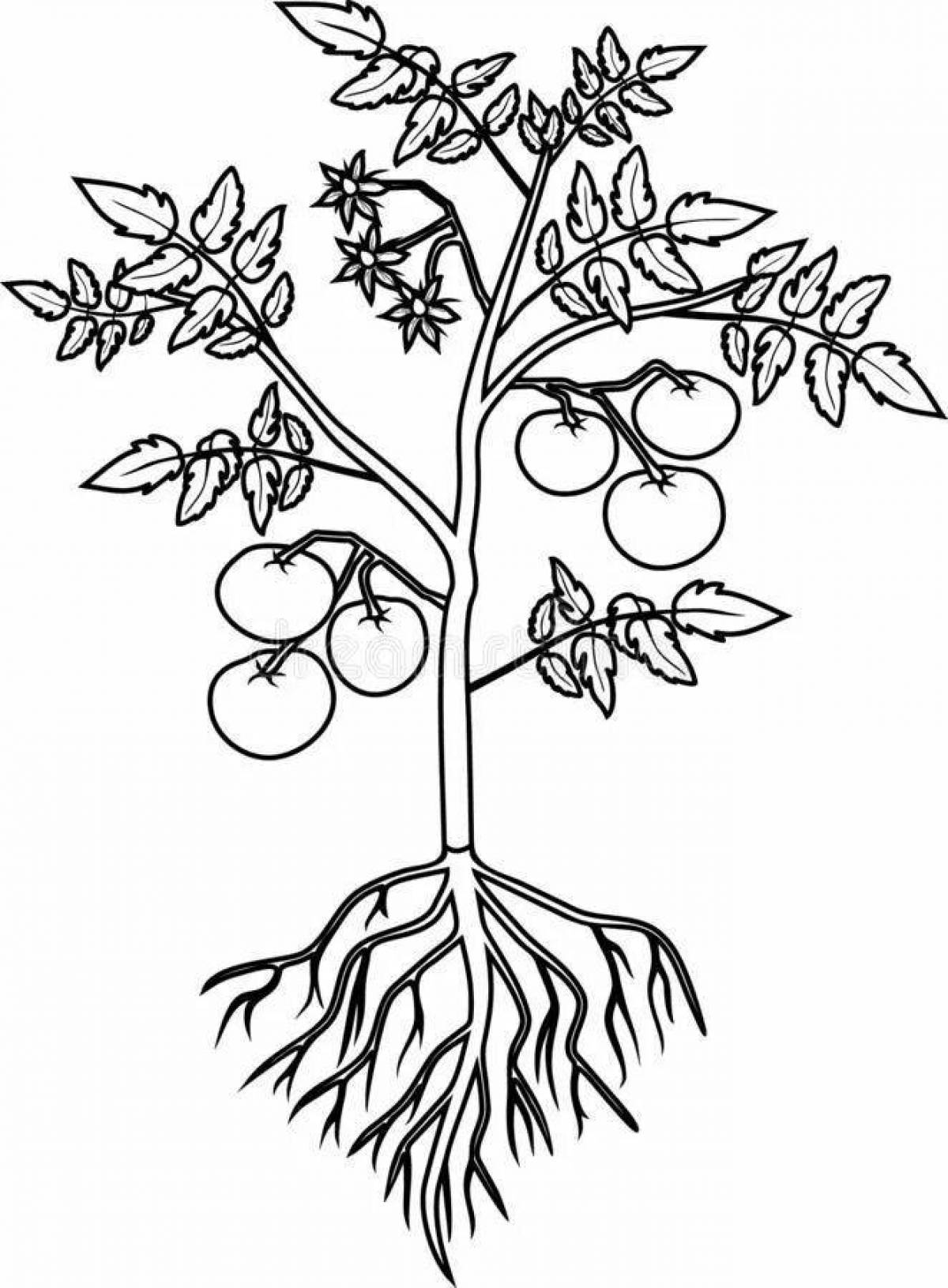 Fun coloring pages of plant parts