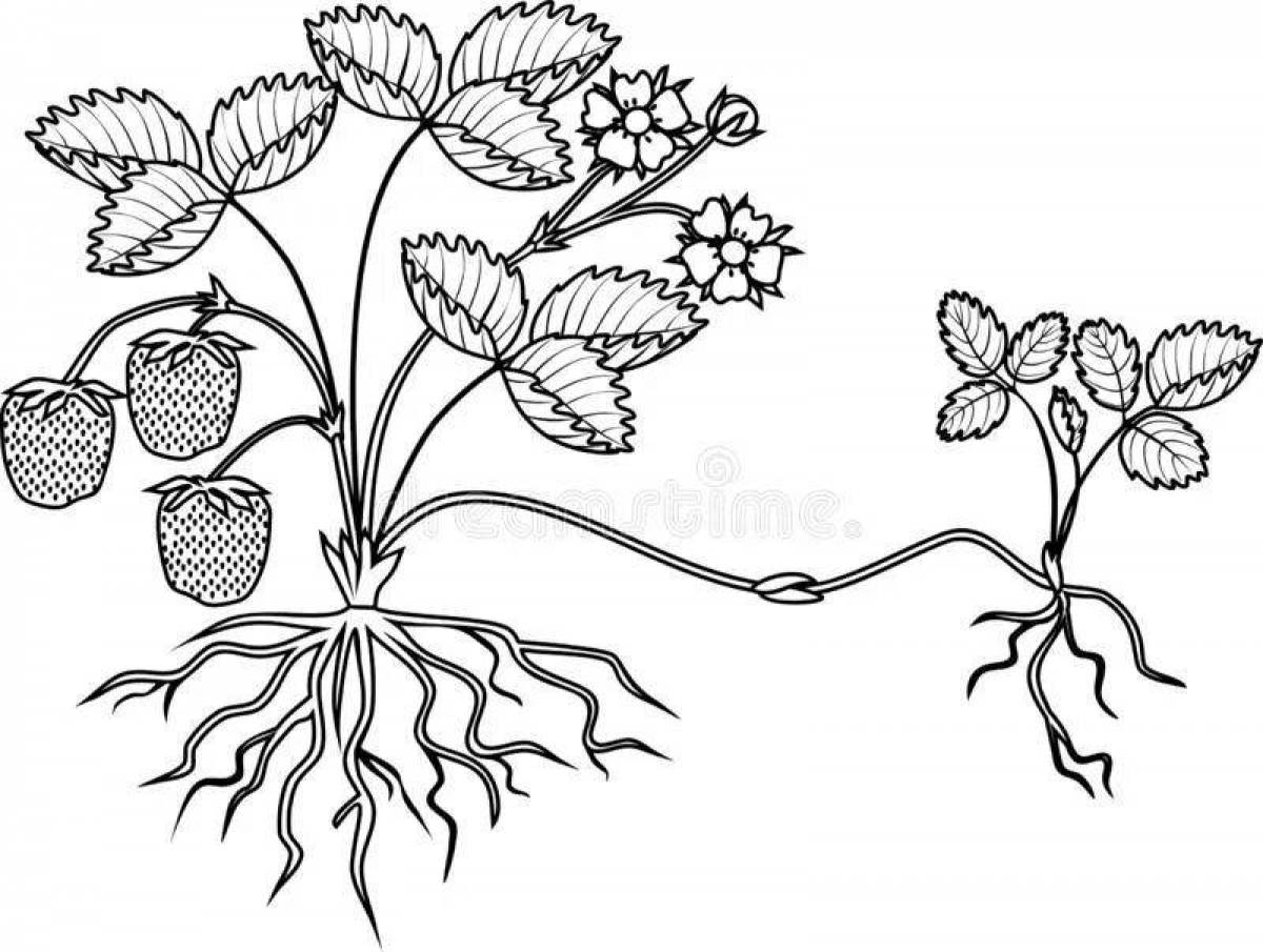 Amazing coloring pages of plant parts