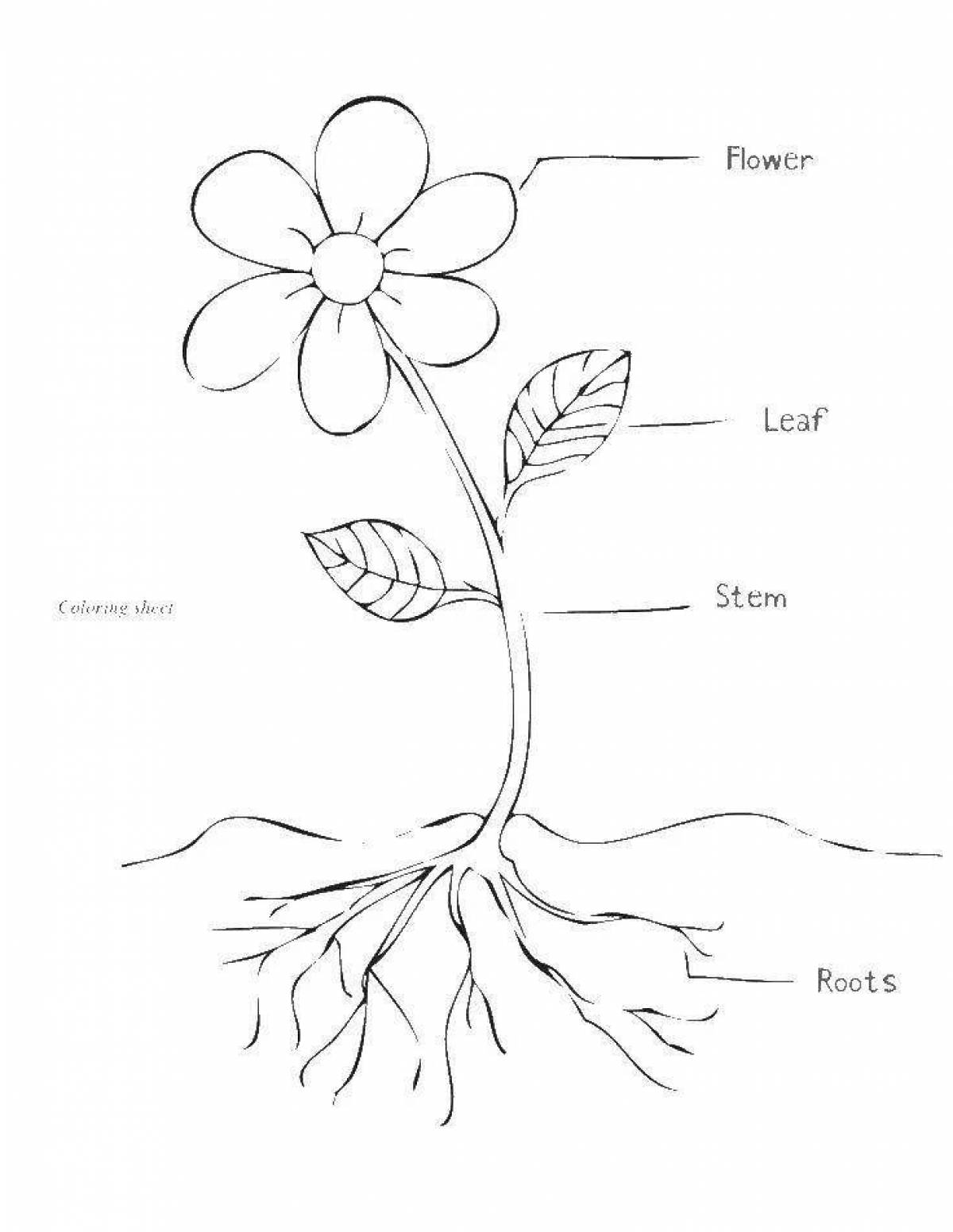 Great plant part coloring pages