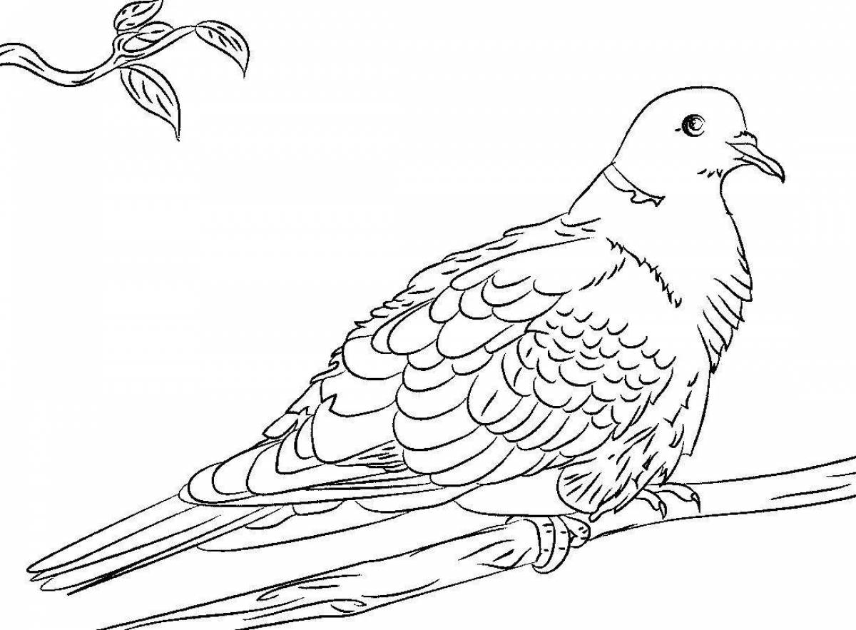 Shiny coloring dove
