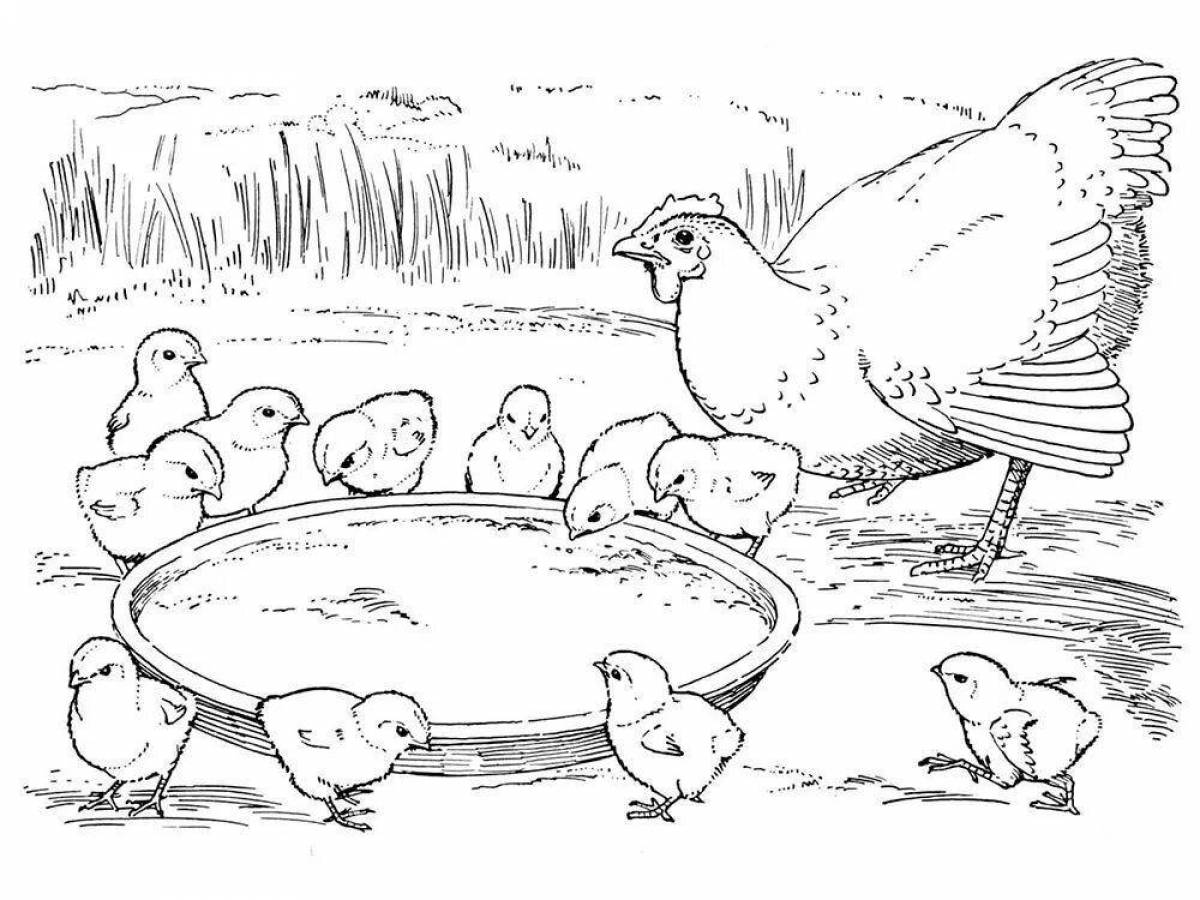 Animated bird yard coloring page