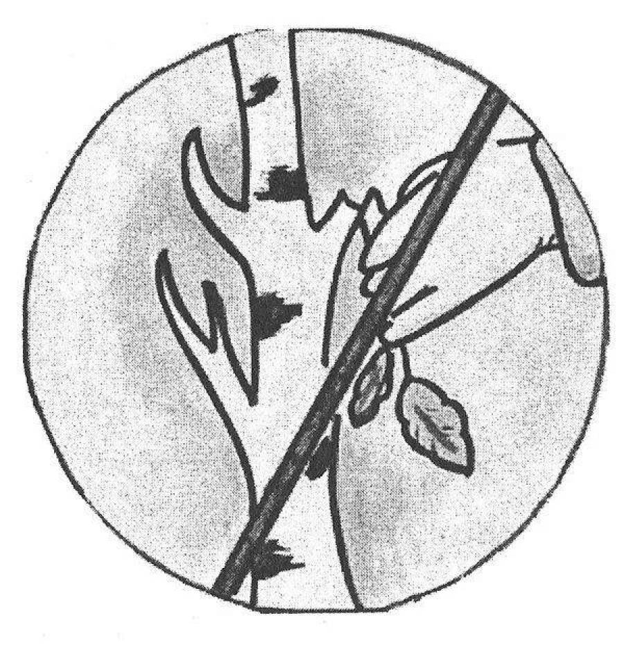 Рисунок на тему берегите растения