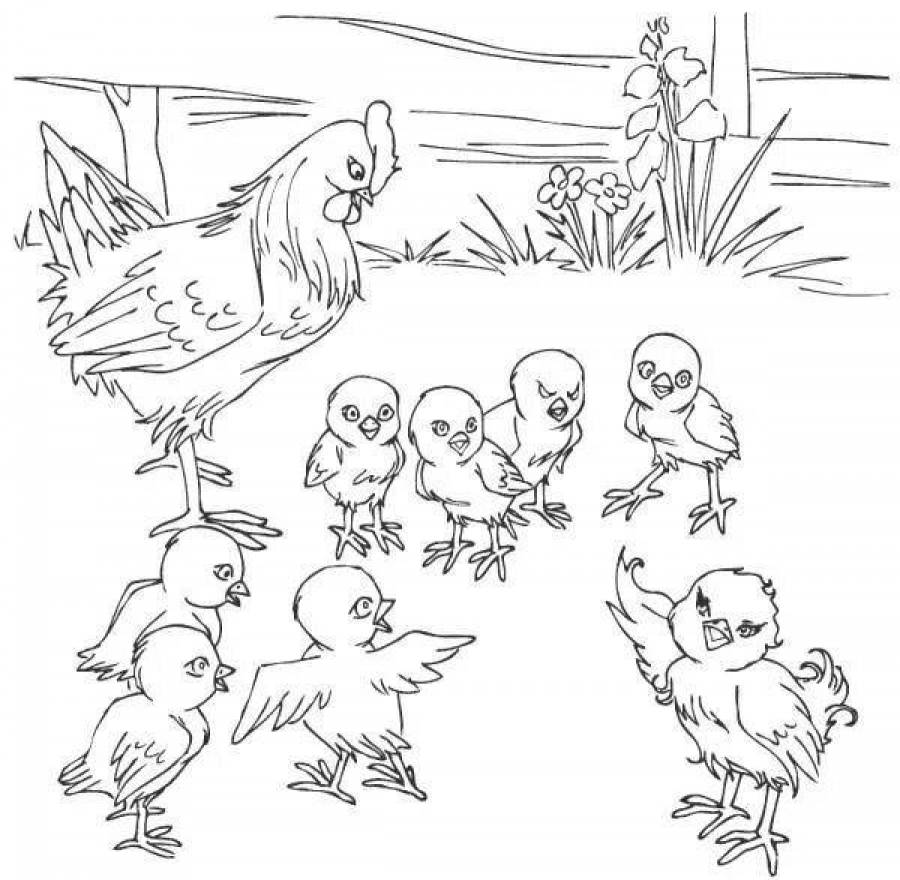 10 Цыплят раскраска