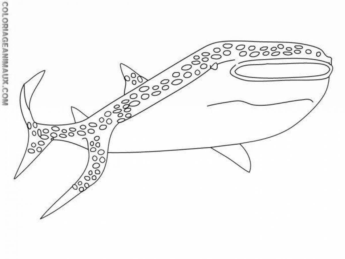 Китовая акула рисунок раскраска