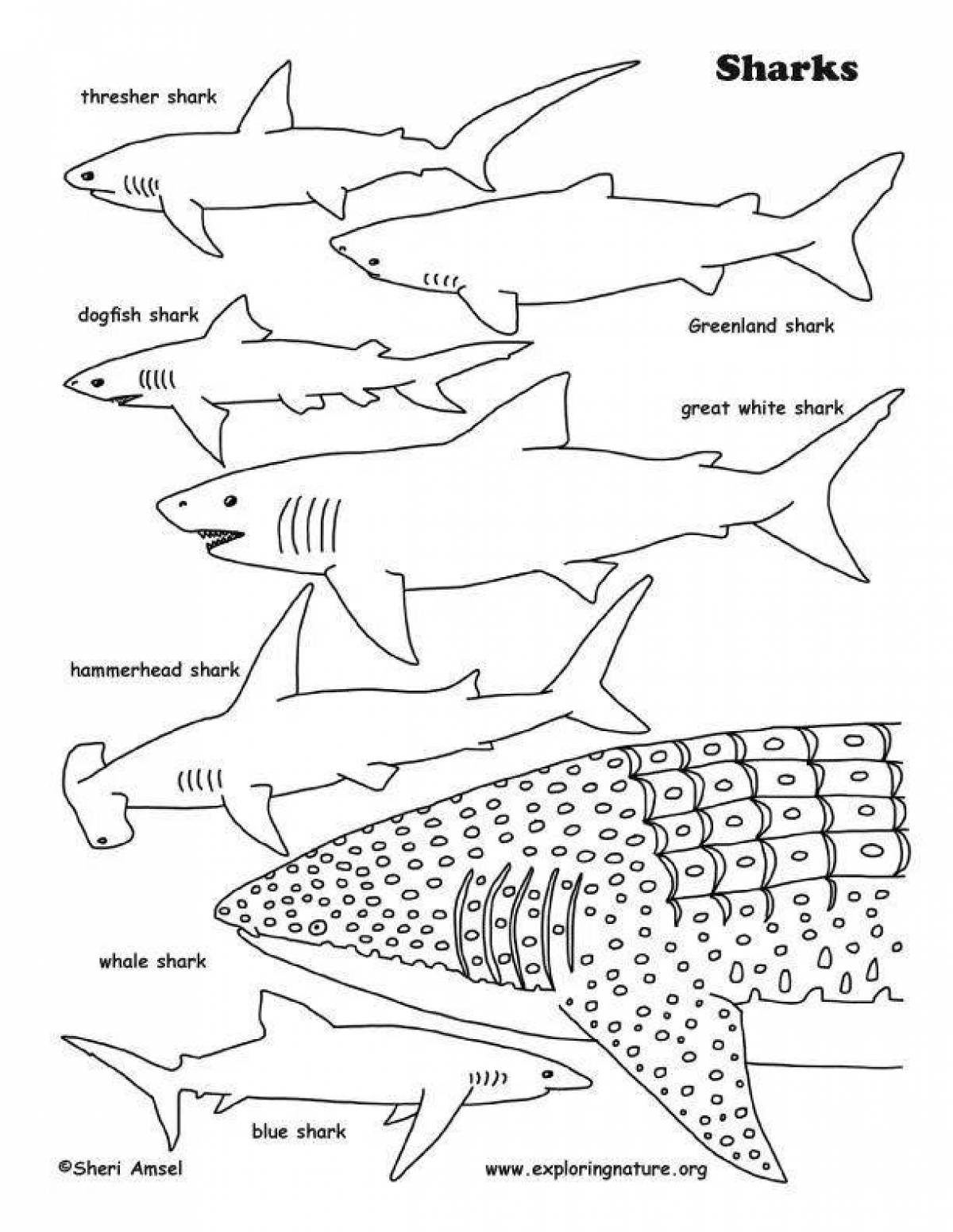 Китовая акула раскраска для детей