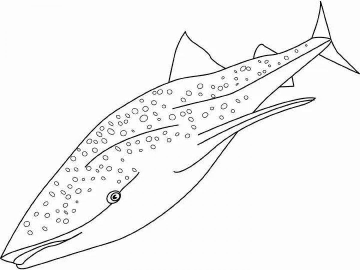 Китовая акула раскраска