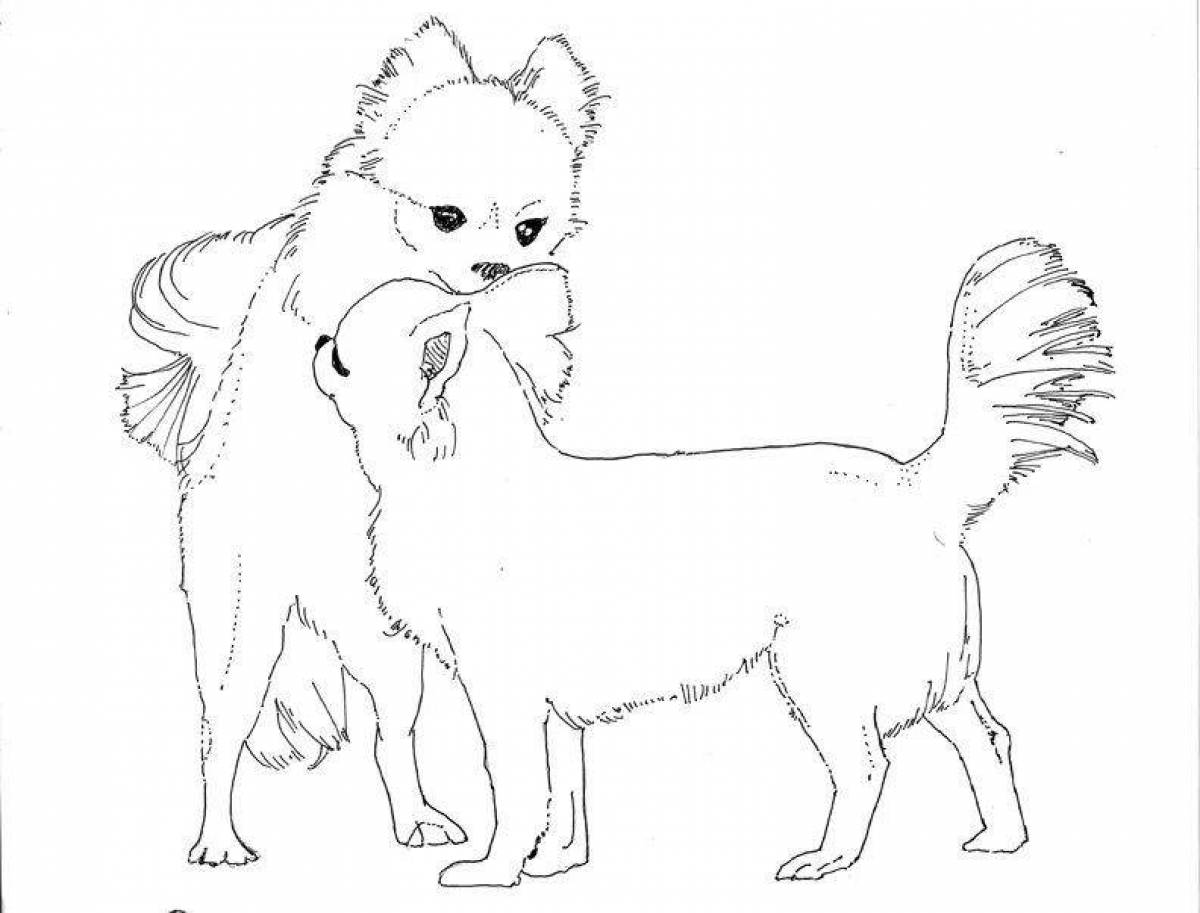 Раскраска щенок чихуахуа