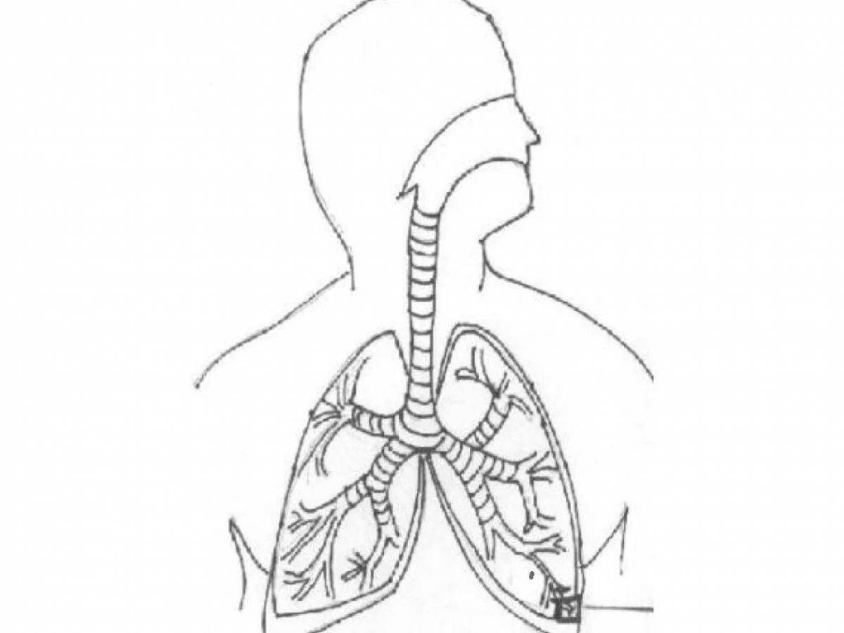 Дыхательная система человека без подписей
