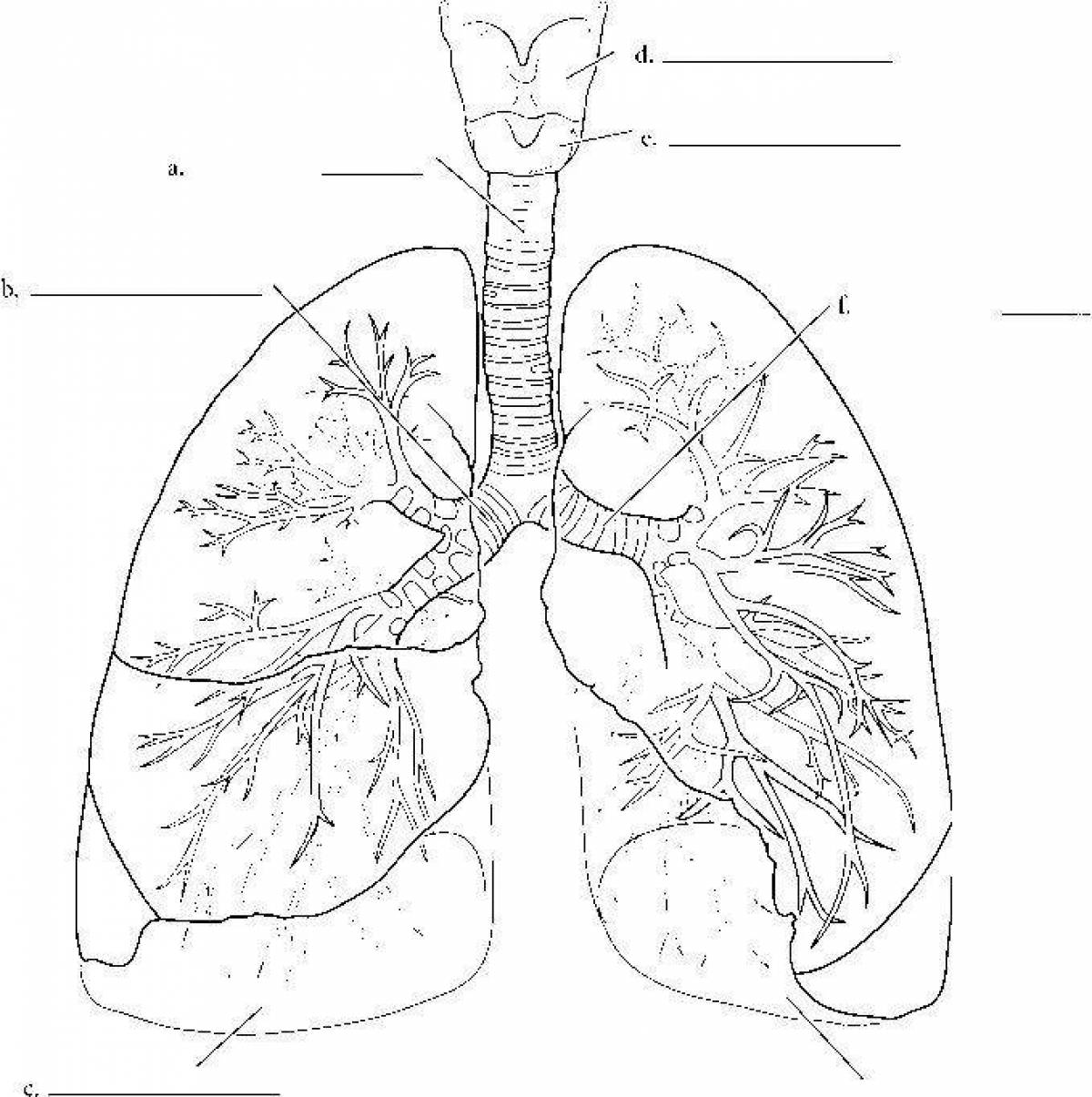 Дыхательная система анатомия подписи
