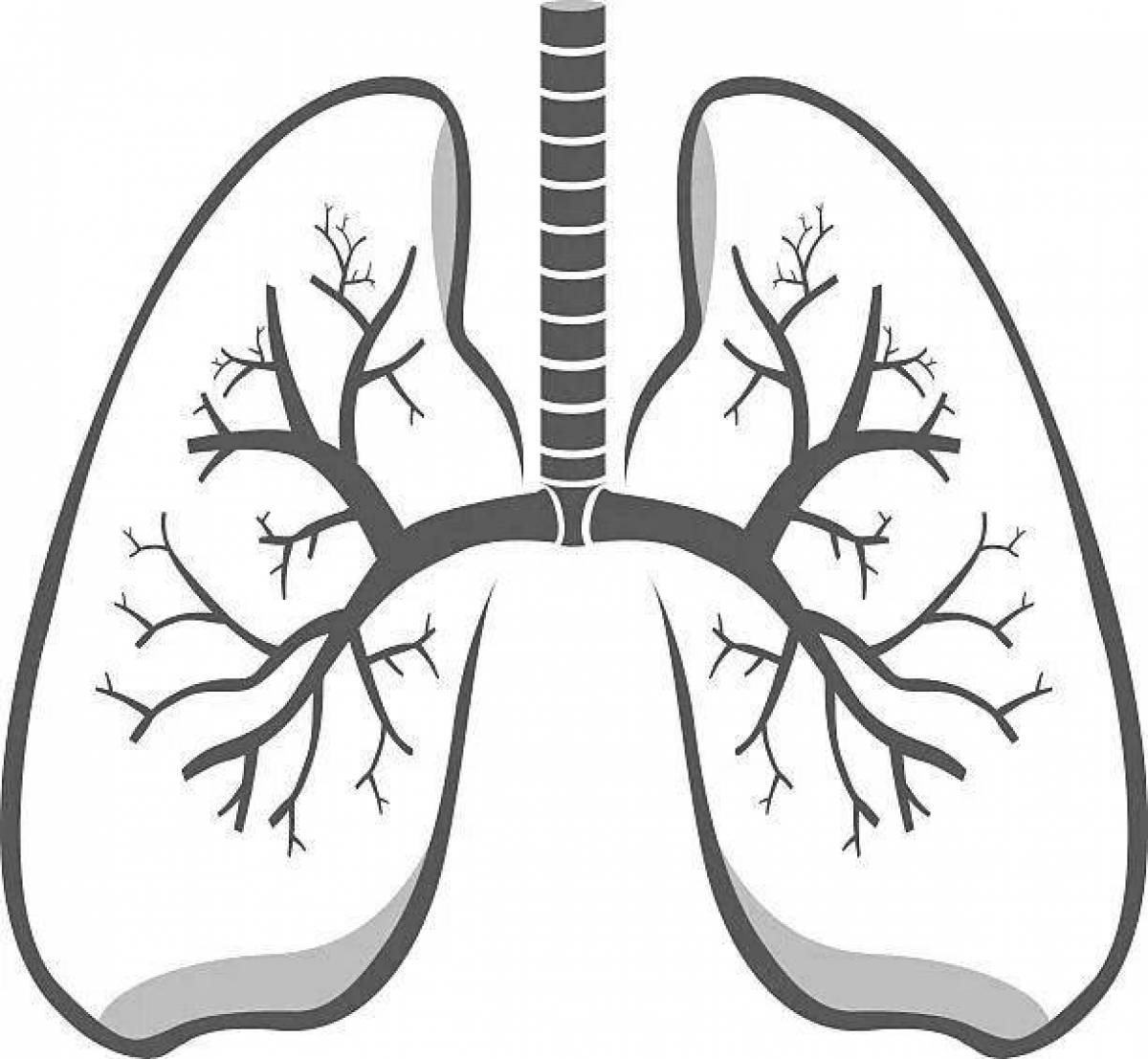 Рисунок легких человека для срисовки