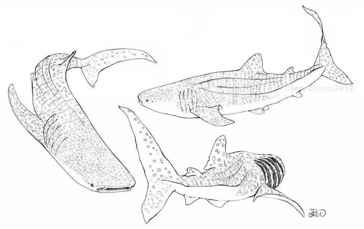 Great whale shark coloring book