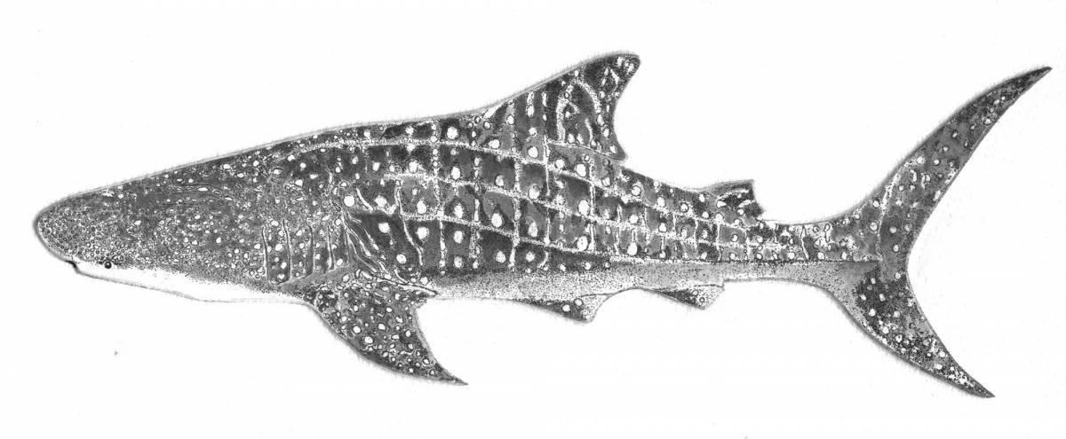 Элегантная раскраска китовая акула