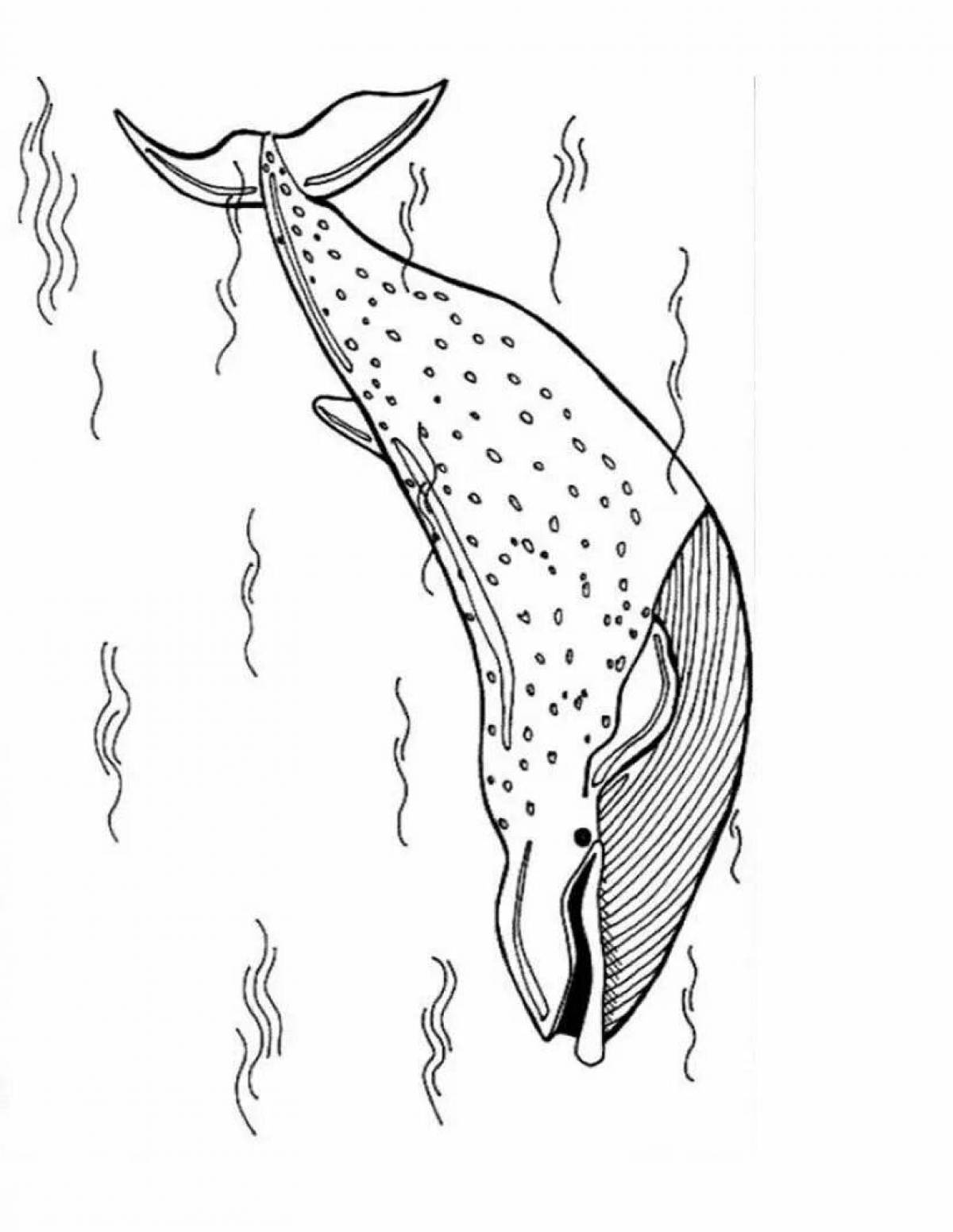 Dazzling whale shark coloring book