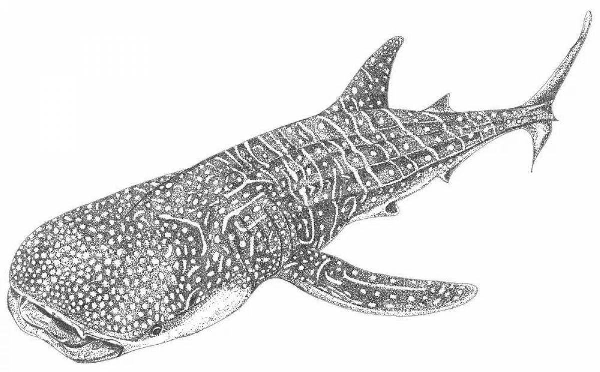 Китовая акула #4